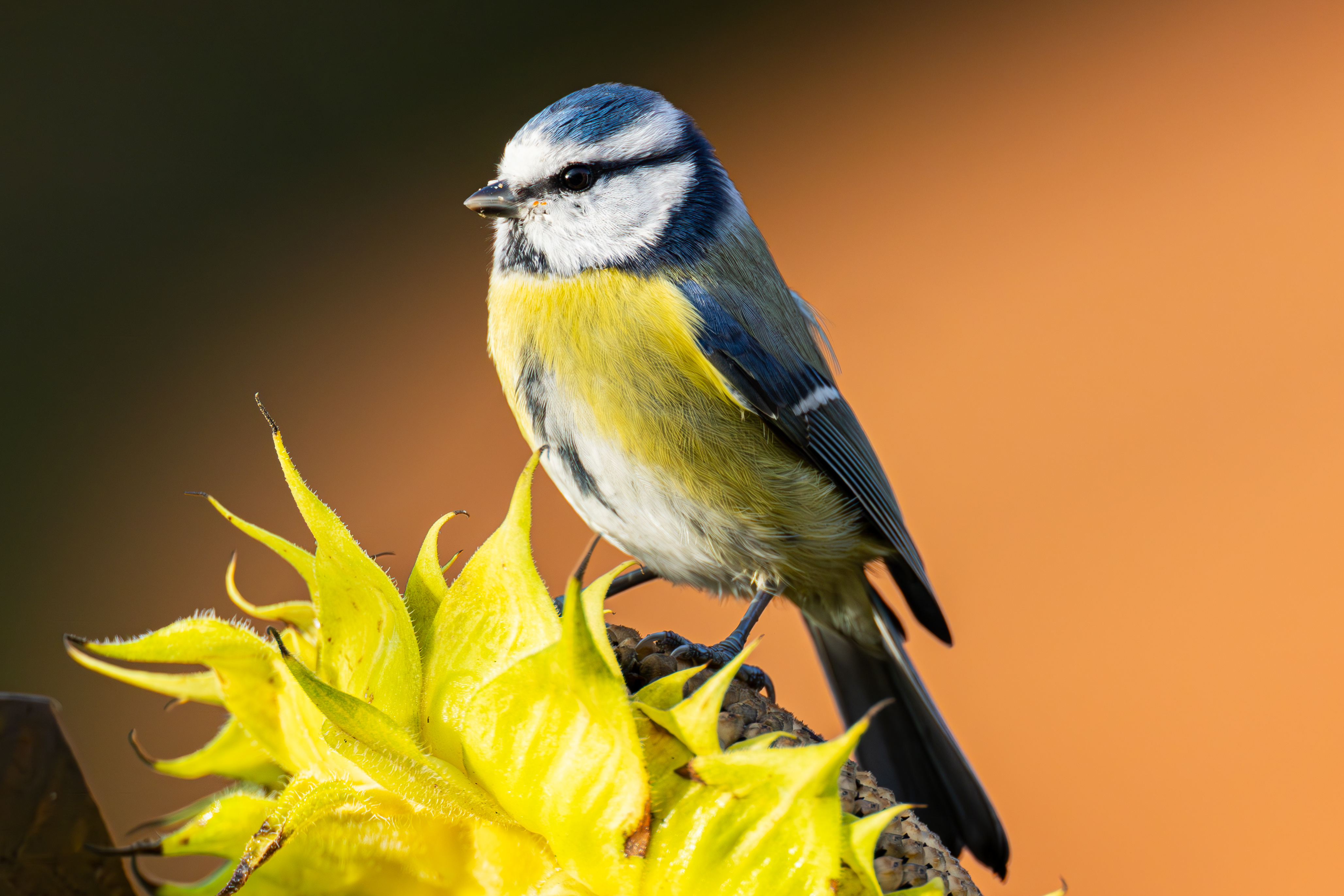Blaumeise