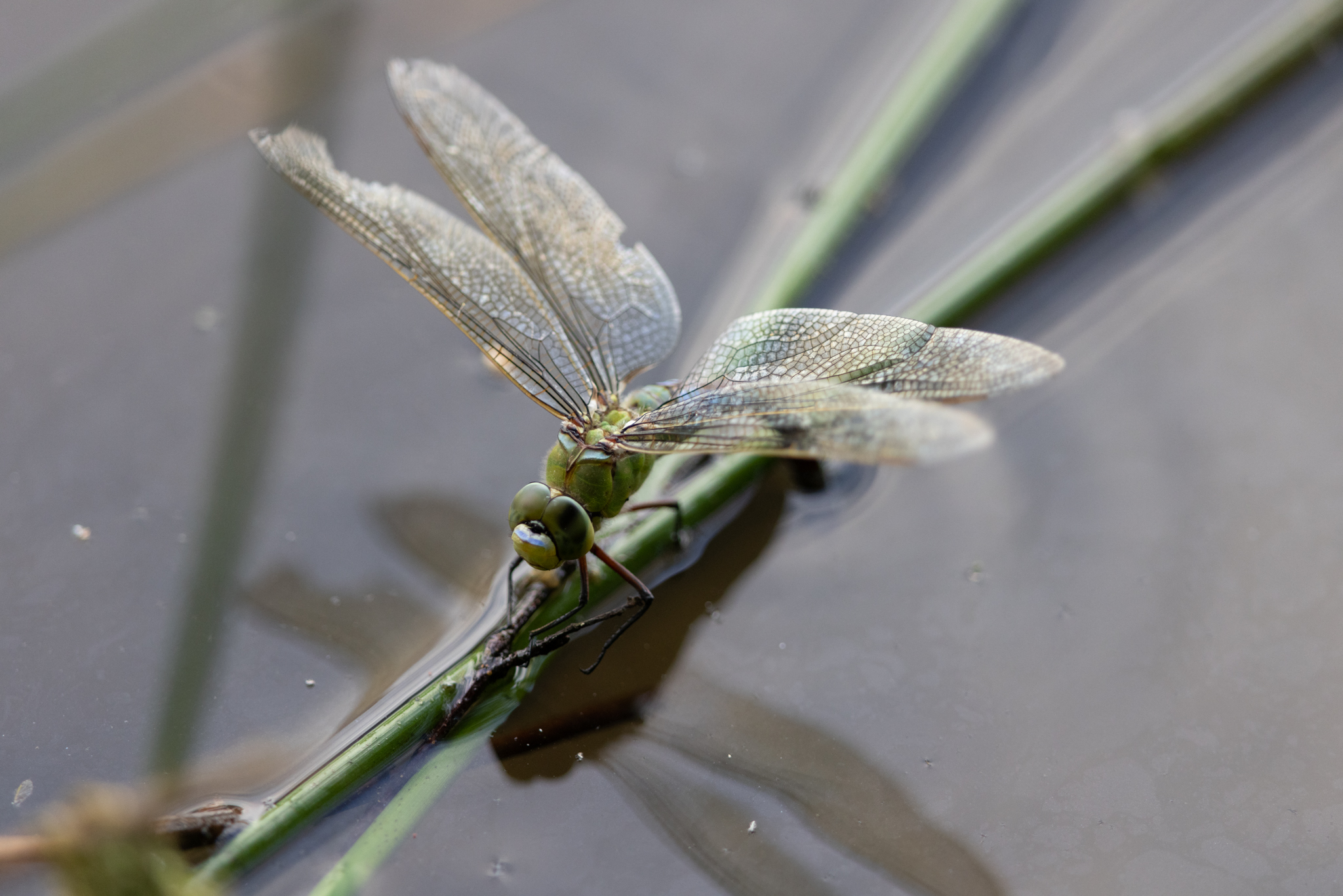 20220624  AZ Insekten 260A4709