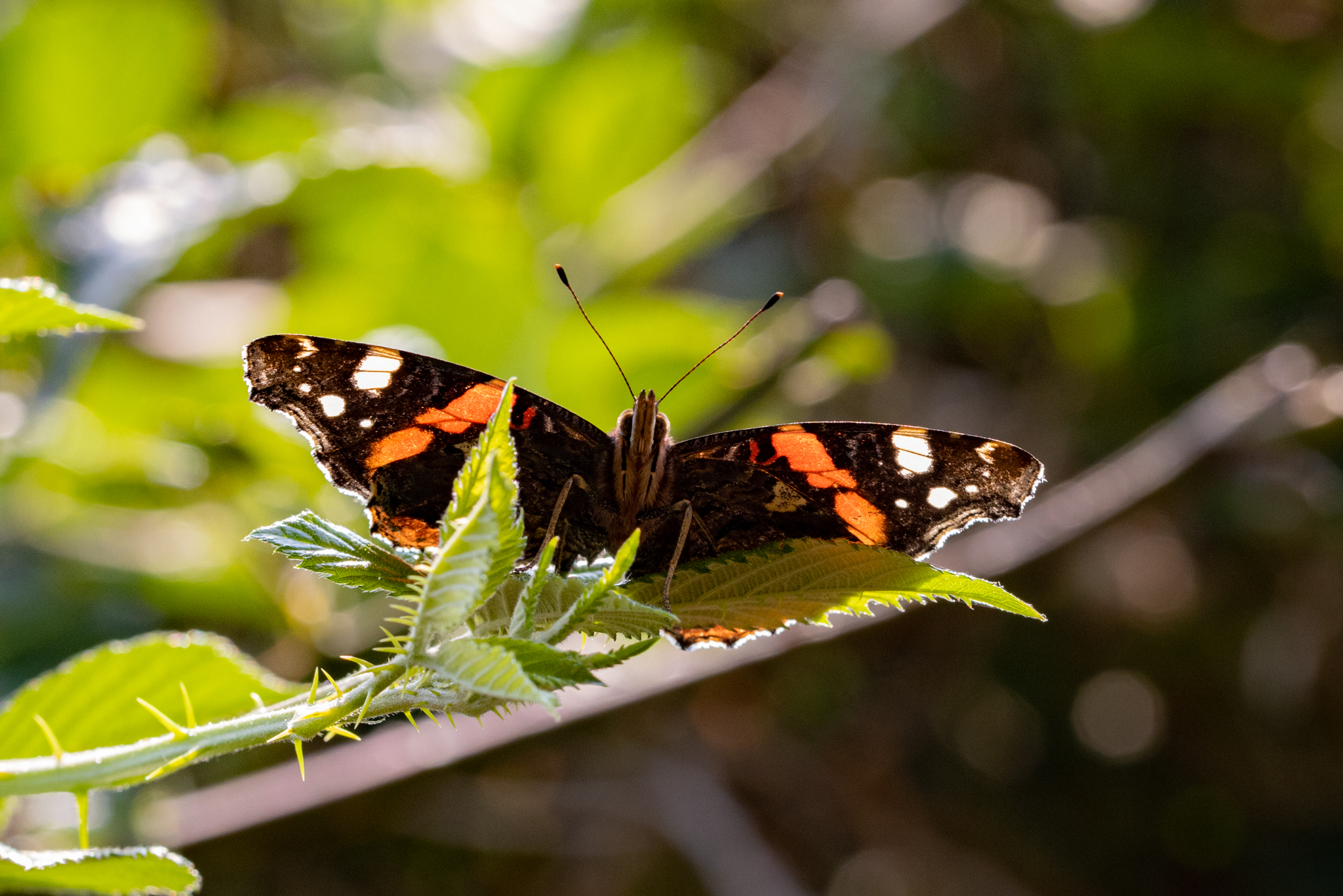 20220816  AZ Insekten 260A6839