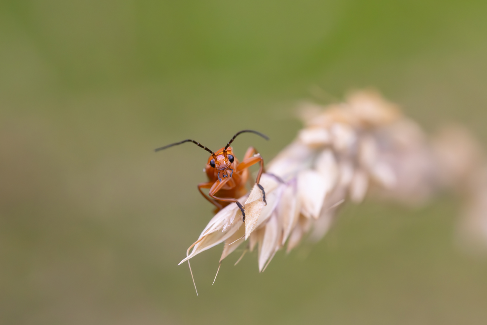 Gemeiner Weichkäfer