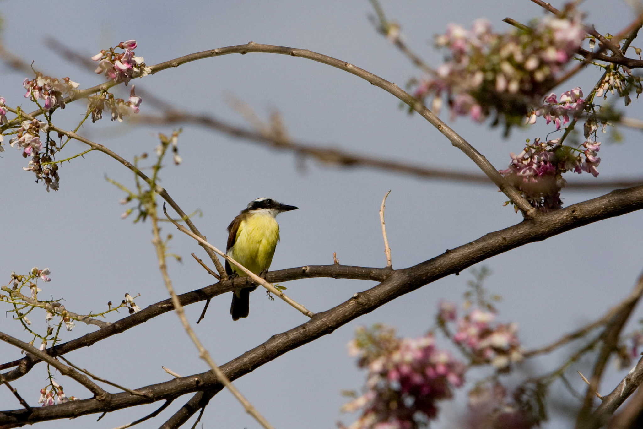 Zuckervogel (Banana Quit) 2