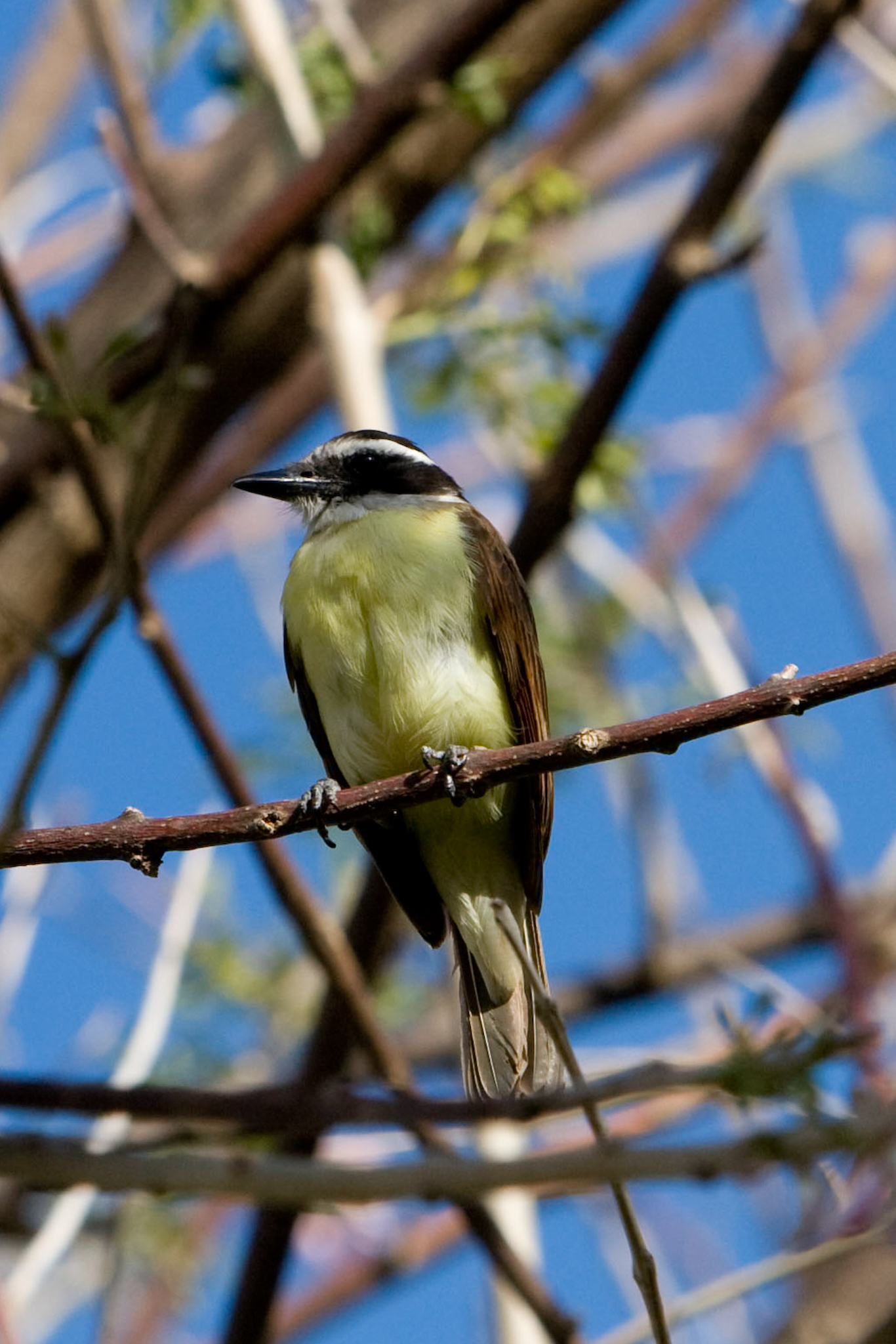 Zuckervogel (Banana Quit) 3
