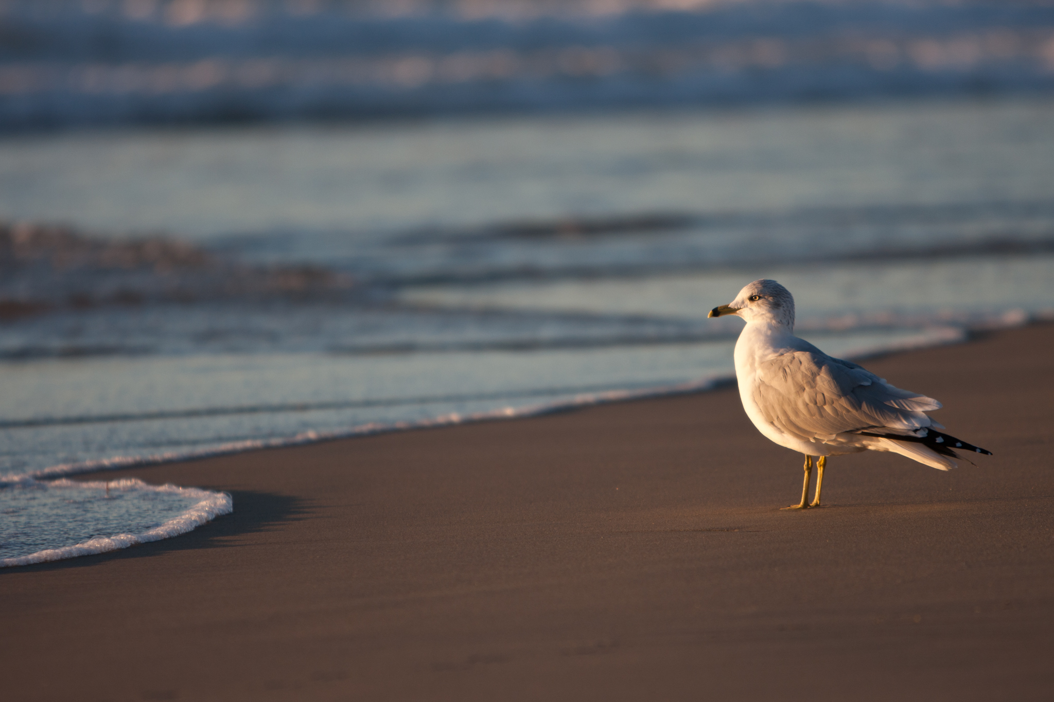 Möwe beim Sonnenbaden