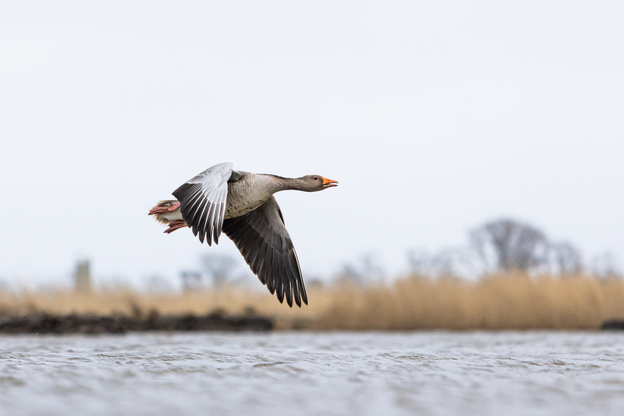 20220407  AZ Voegel 260A1206