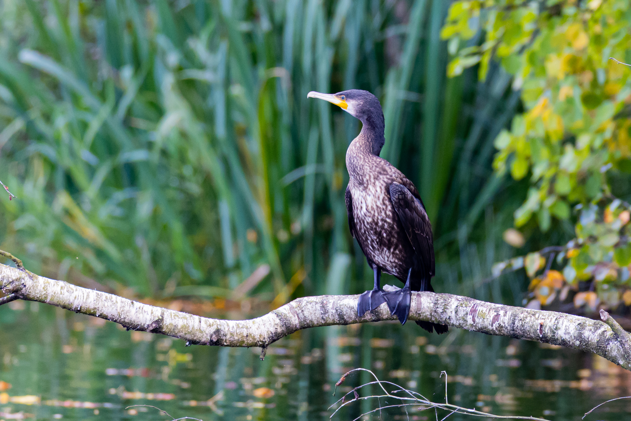 20221008  AZ Voegel 260A8717