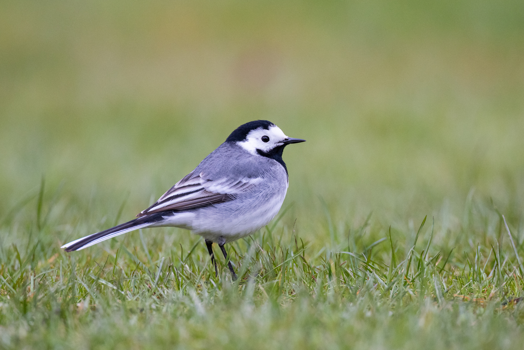 20230412  AZ Voegel 260A1557