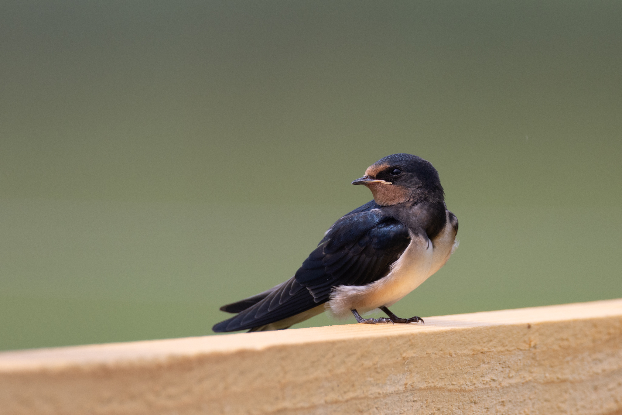Rauchschwalbe