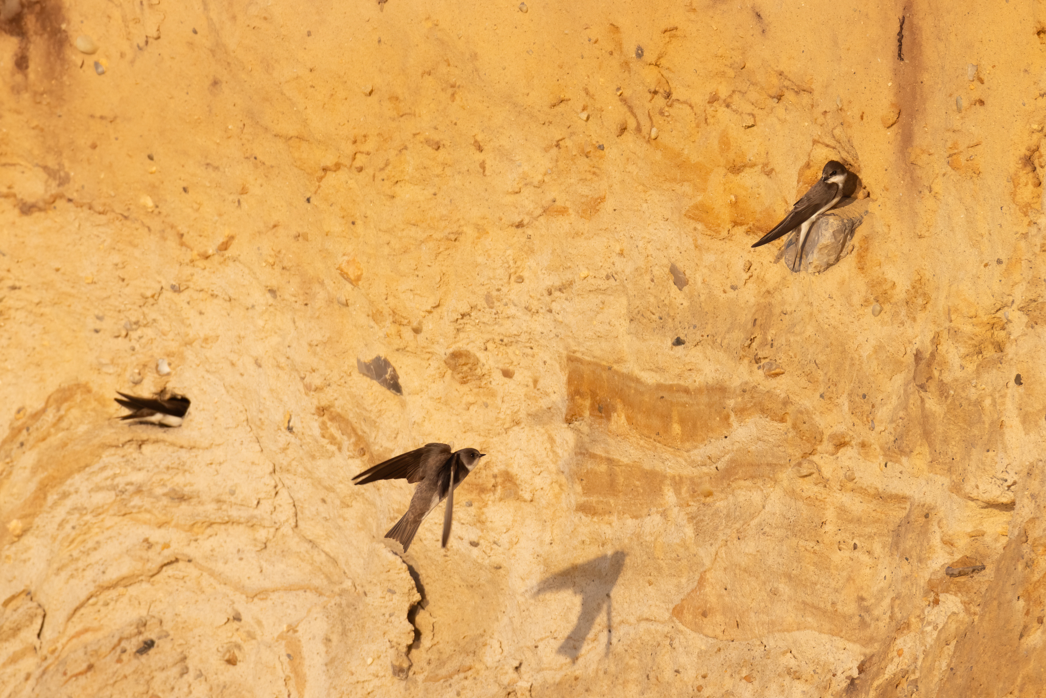 Uferschwalben