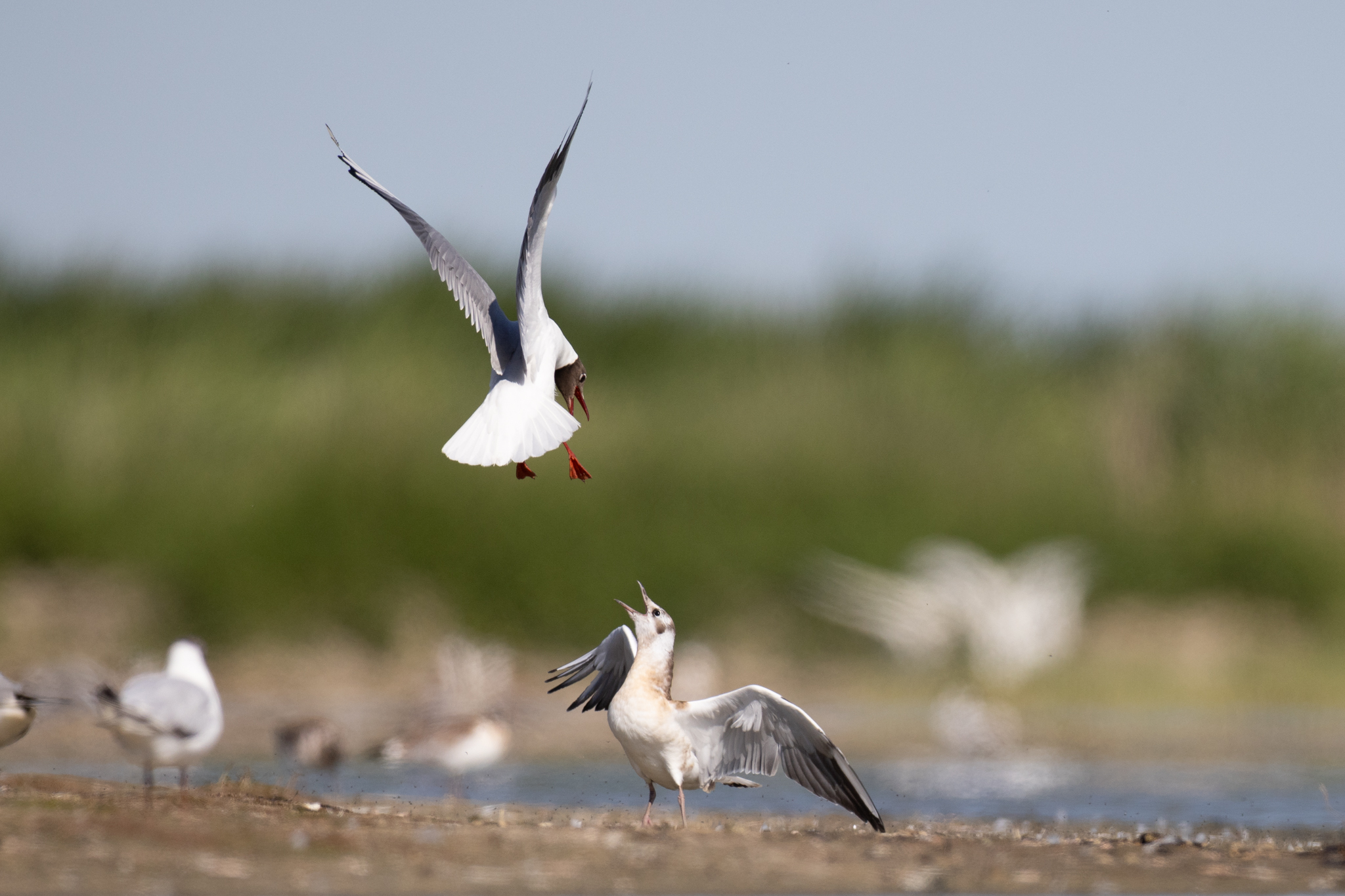 Lachmöwen (alt und jung)