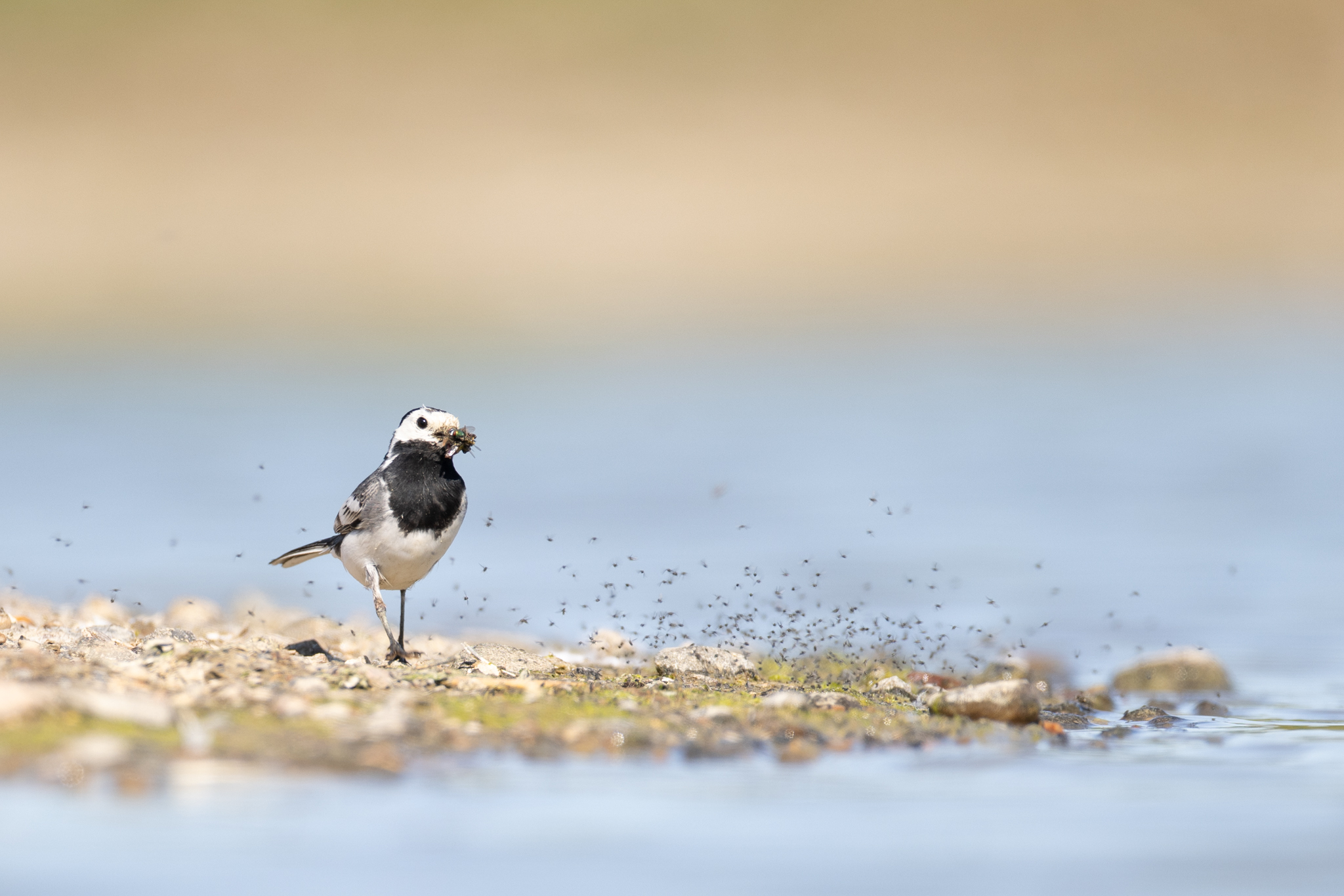 Bachstelze auf Fliegenfang
