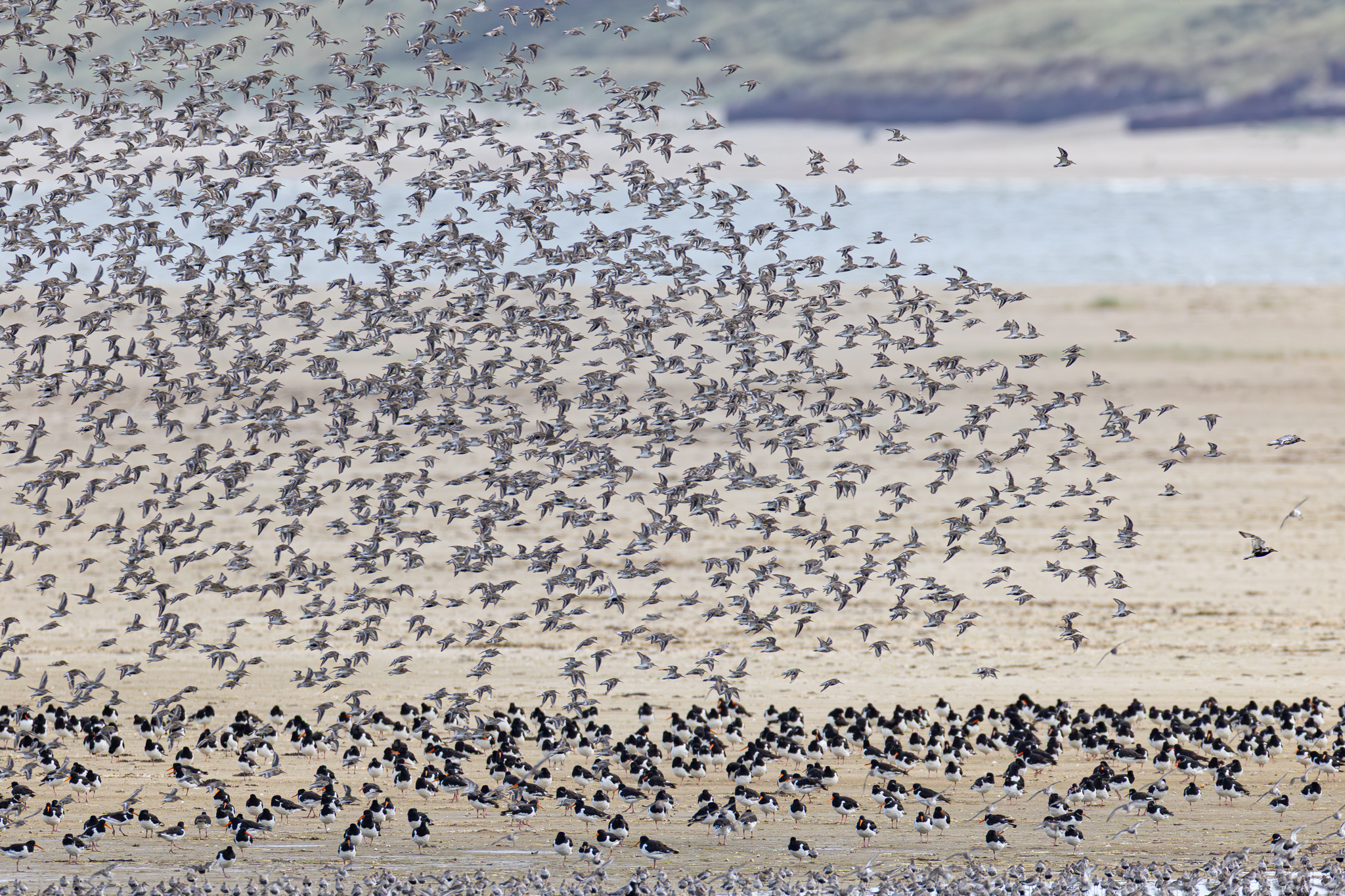 Alpenstrandläufer und Austernfischer