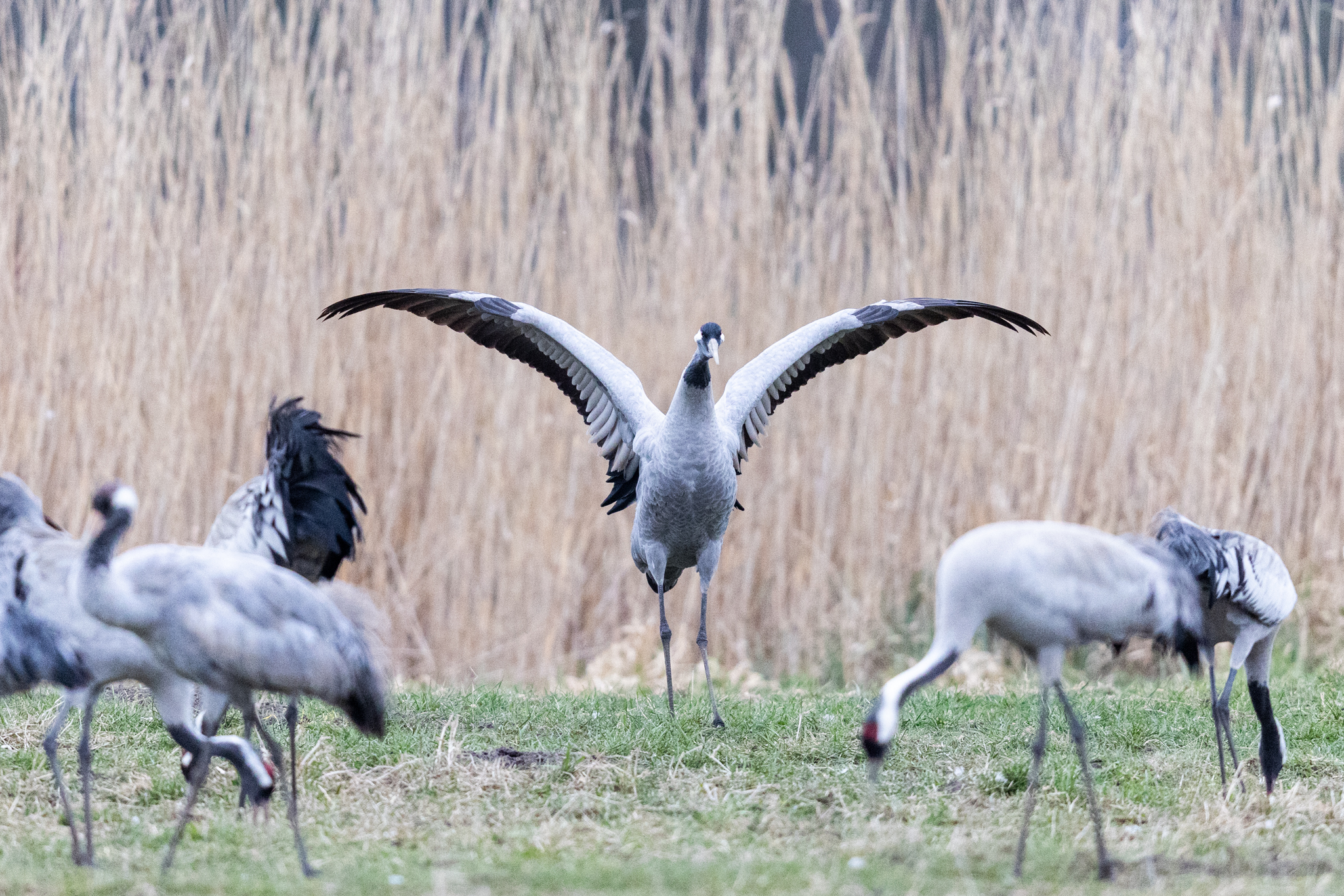 003 AZ Kraniche 1960