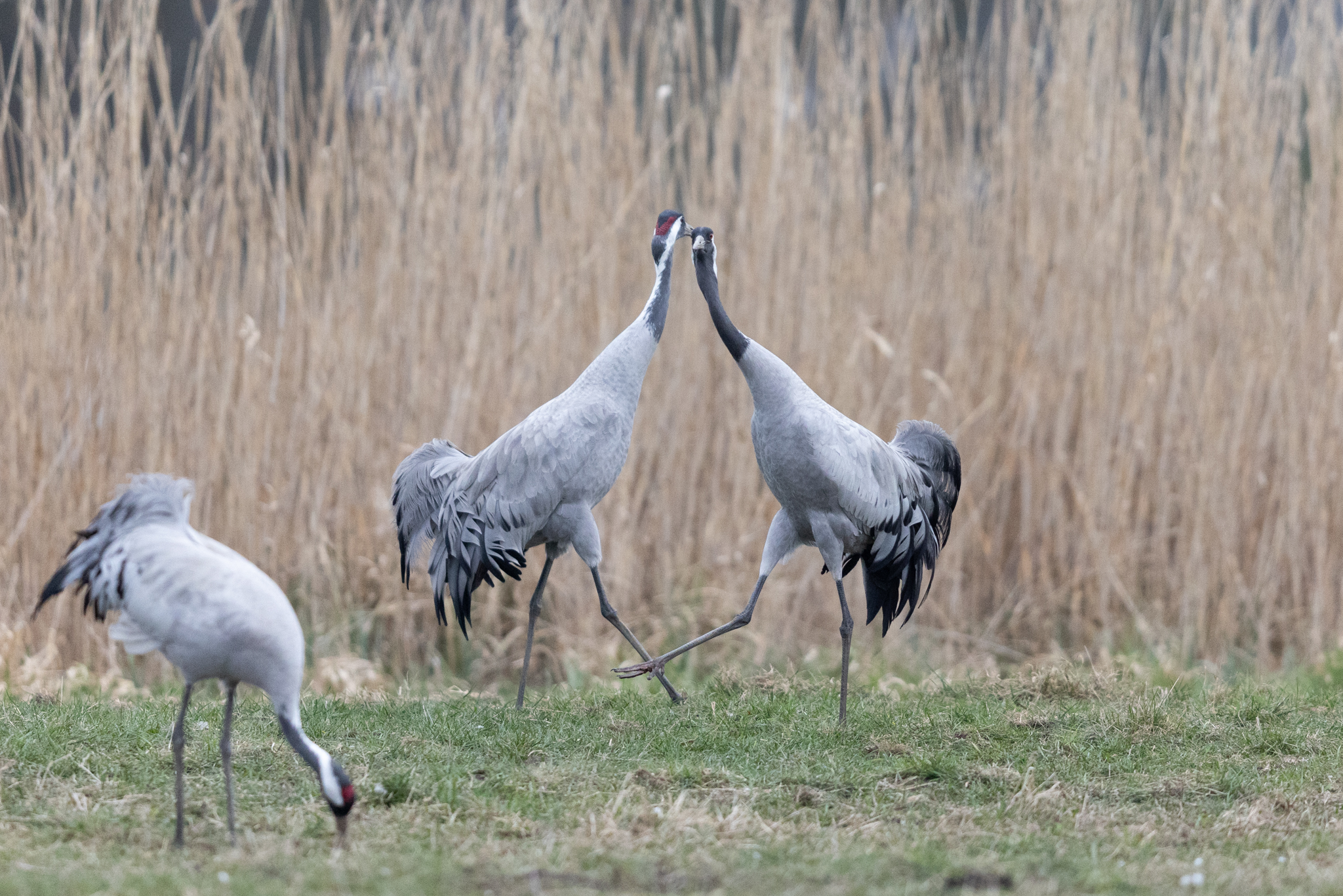 005 AZ Kraniche 2140