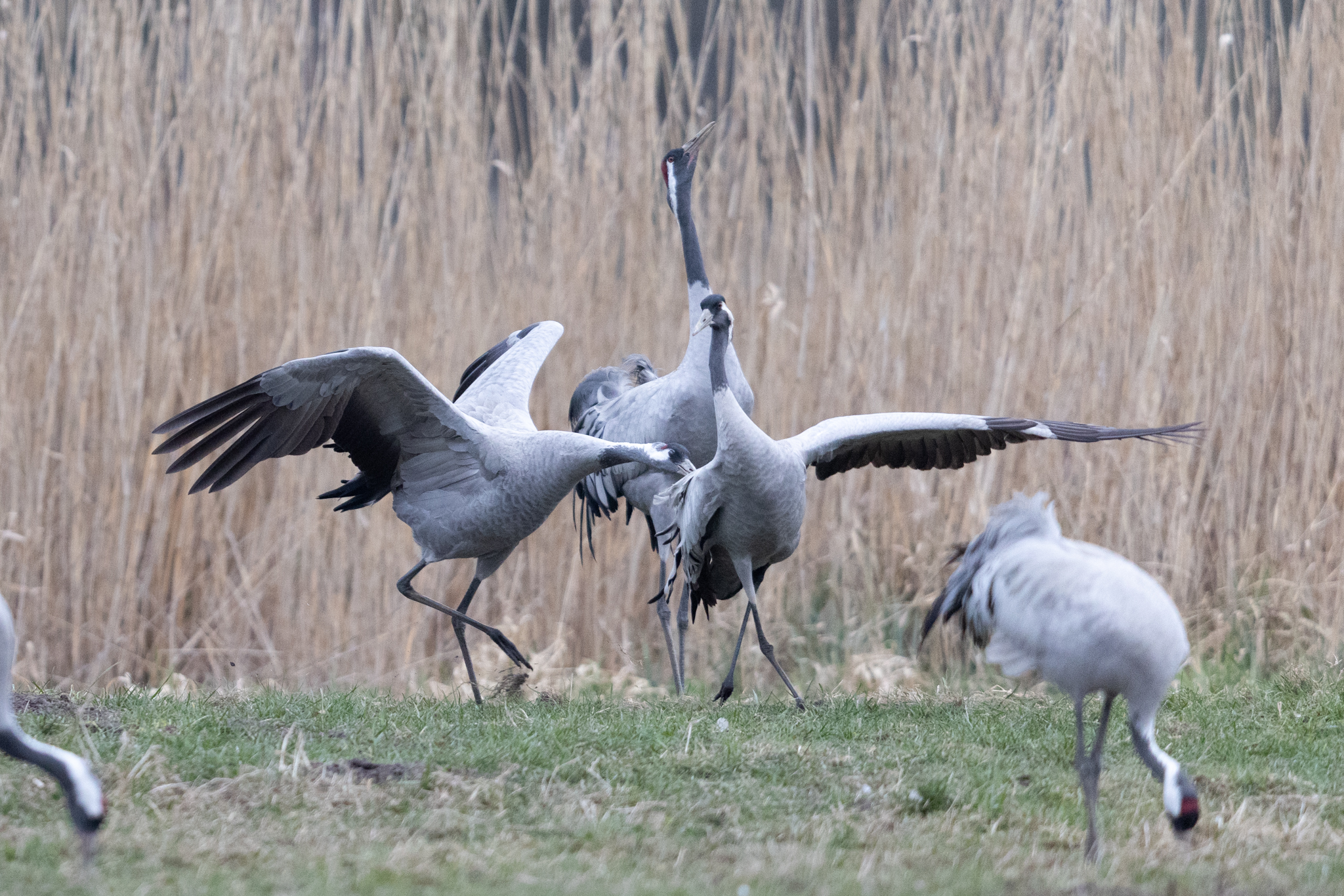 006 AZ Kraniche 2171