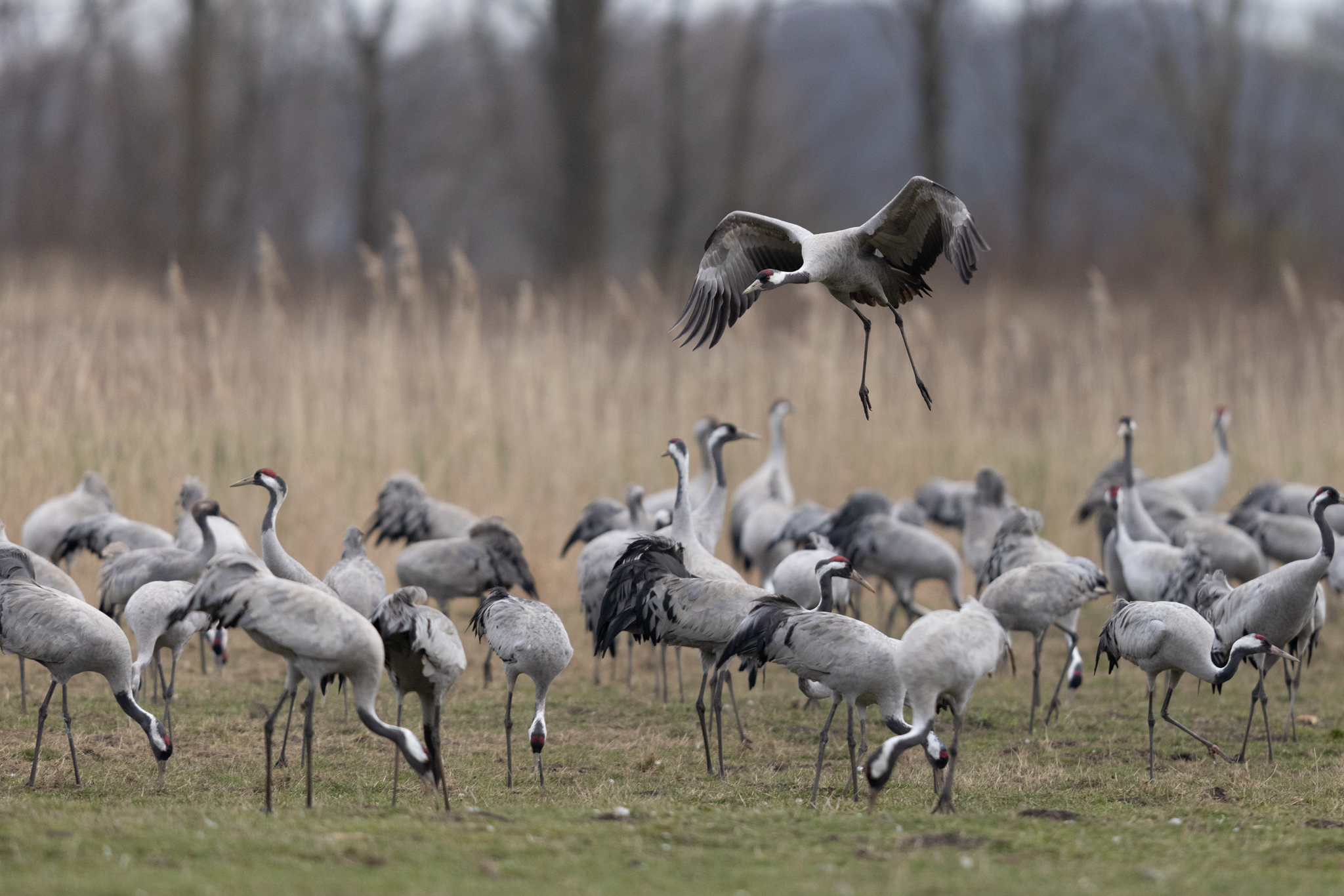 007 AZ Kraniche 2335