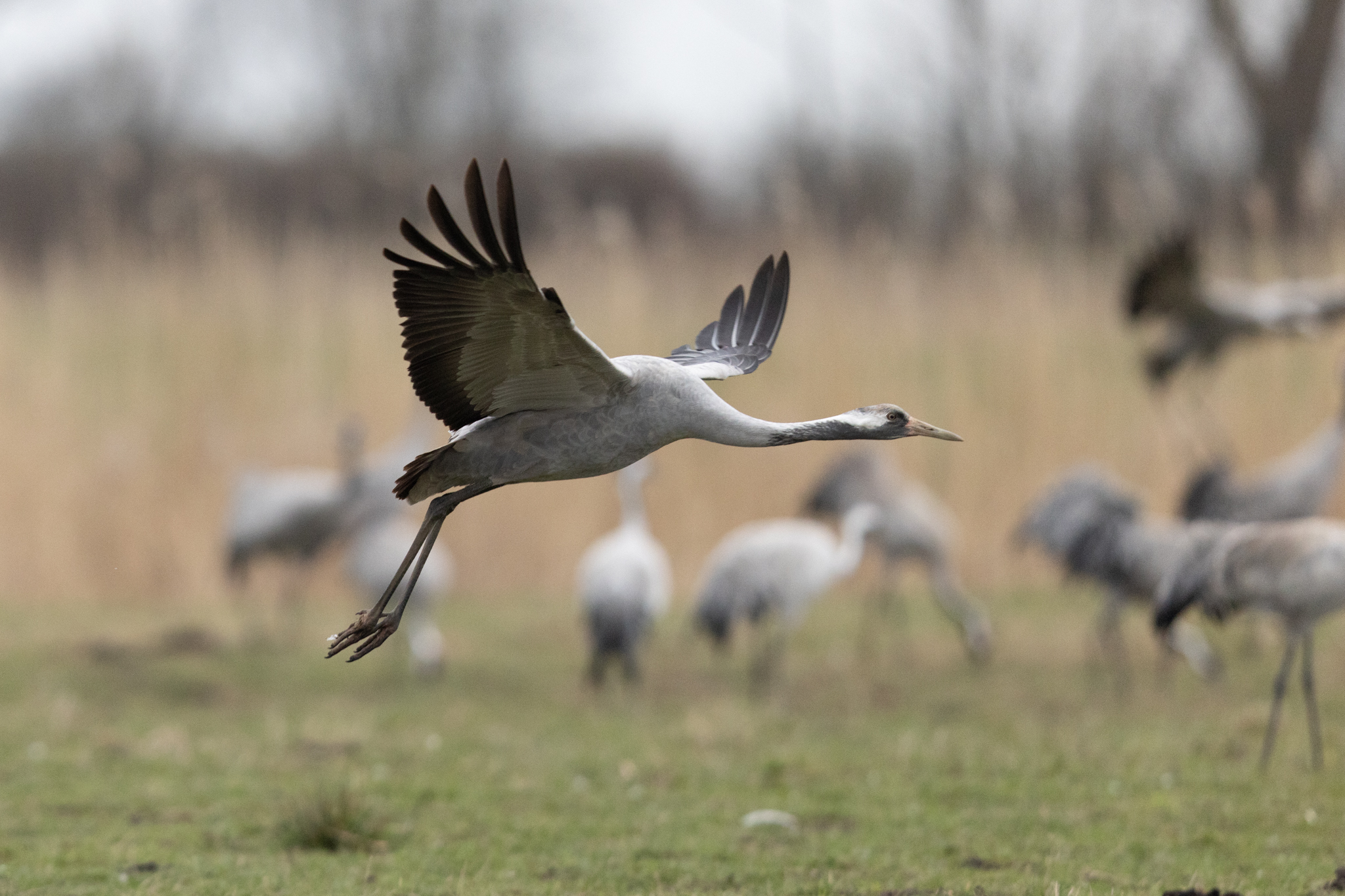 010 AZ Kraniche 2373