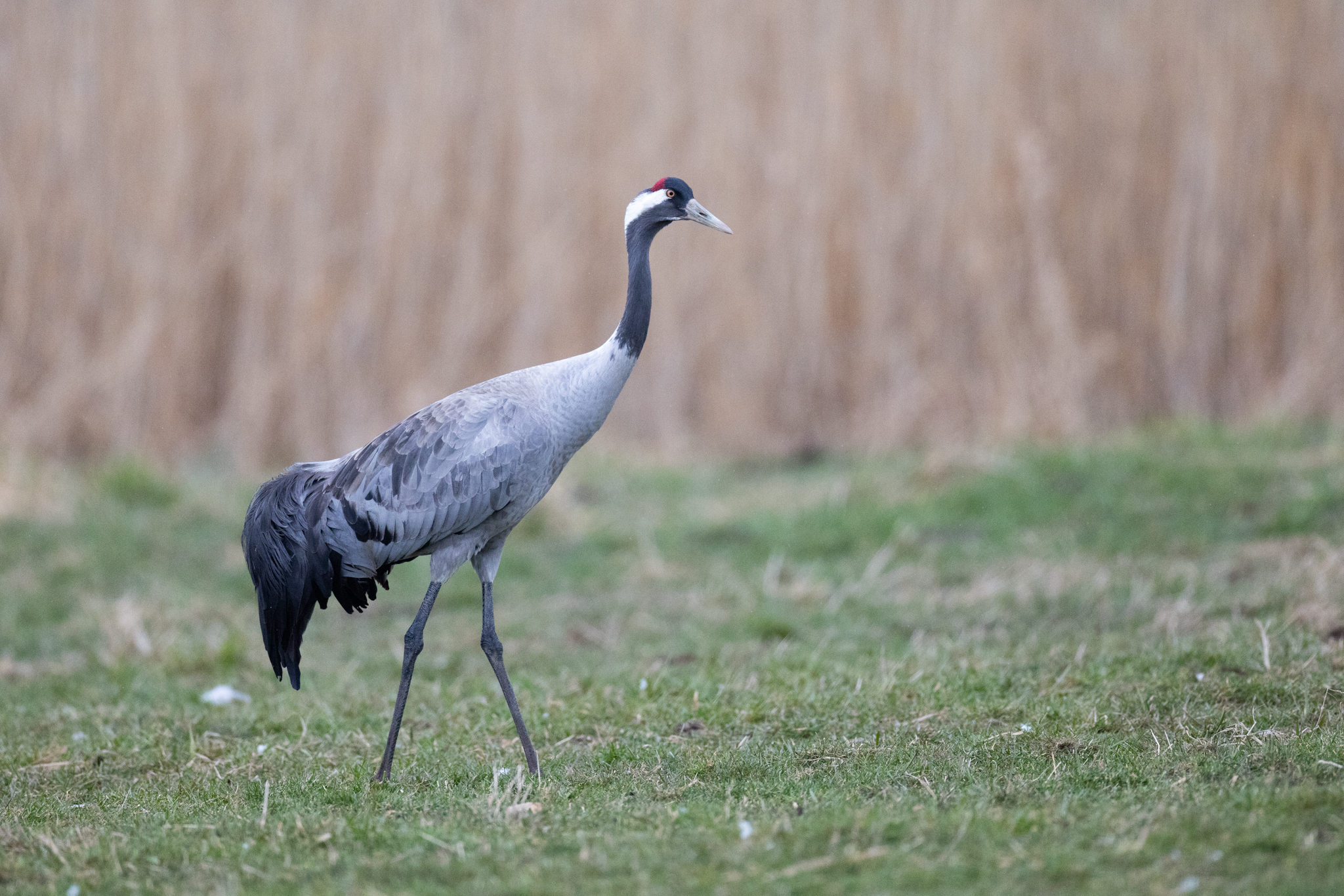 013 AZ Kraniche 2489