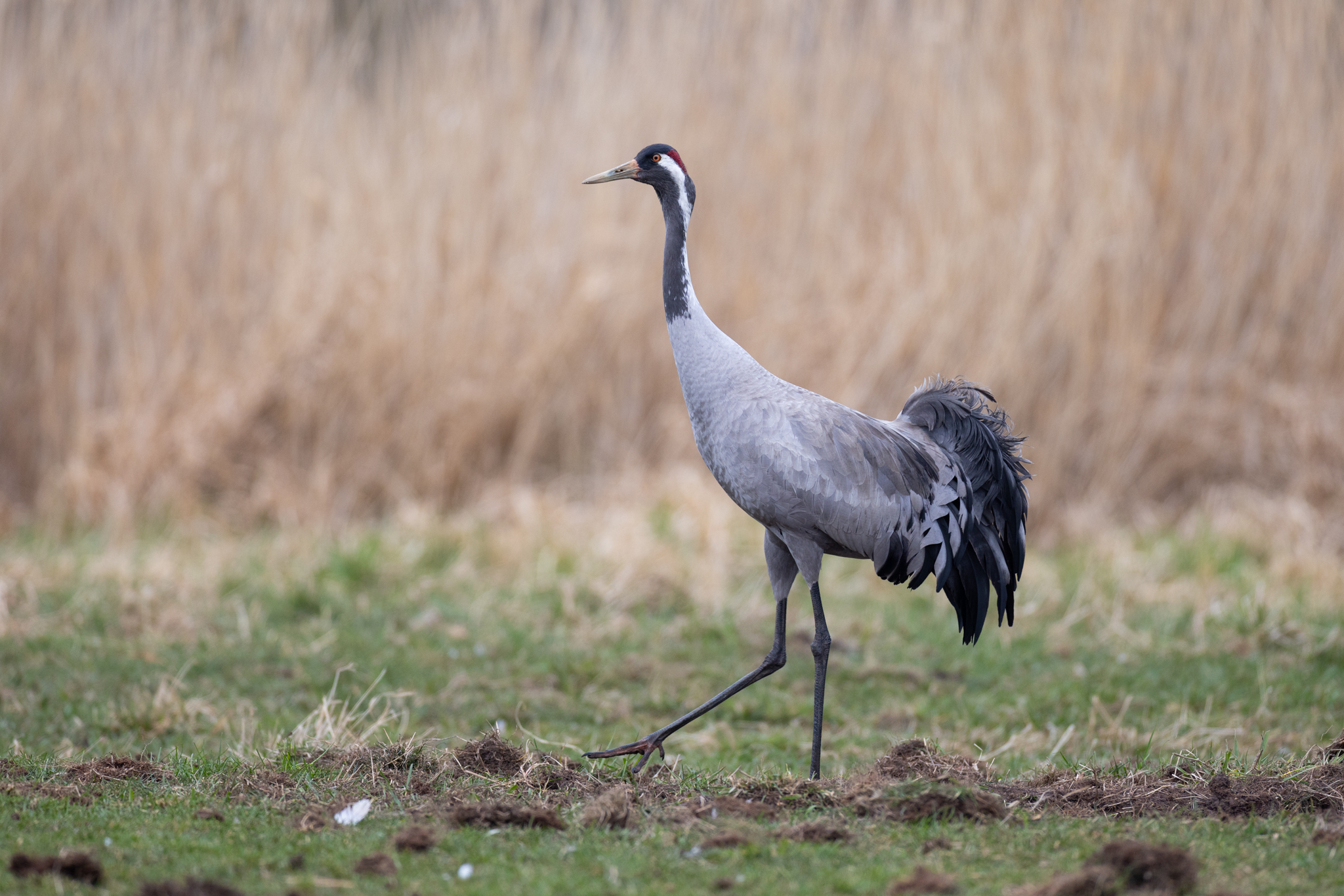 015 AZ Kraniche 2653