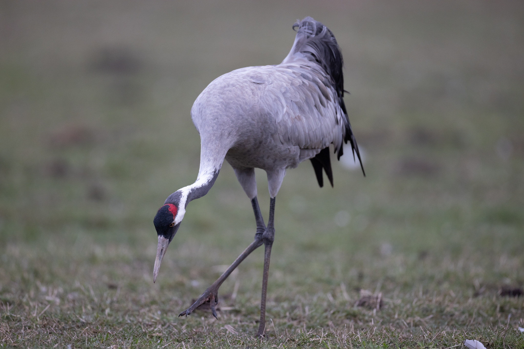 024 AZ Kraniche 3035