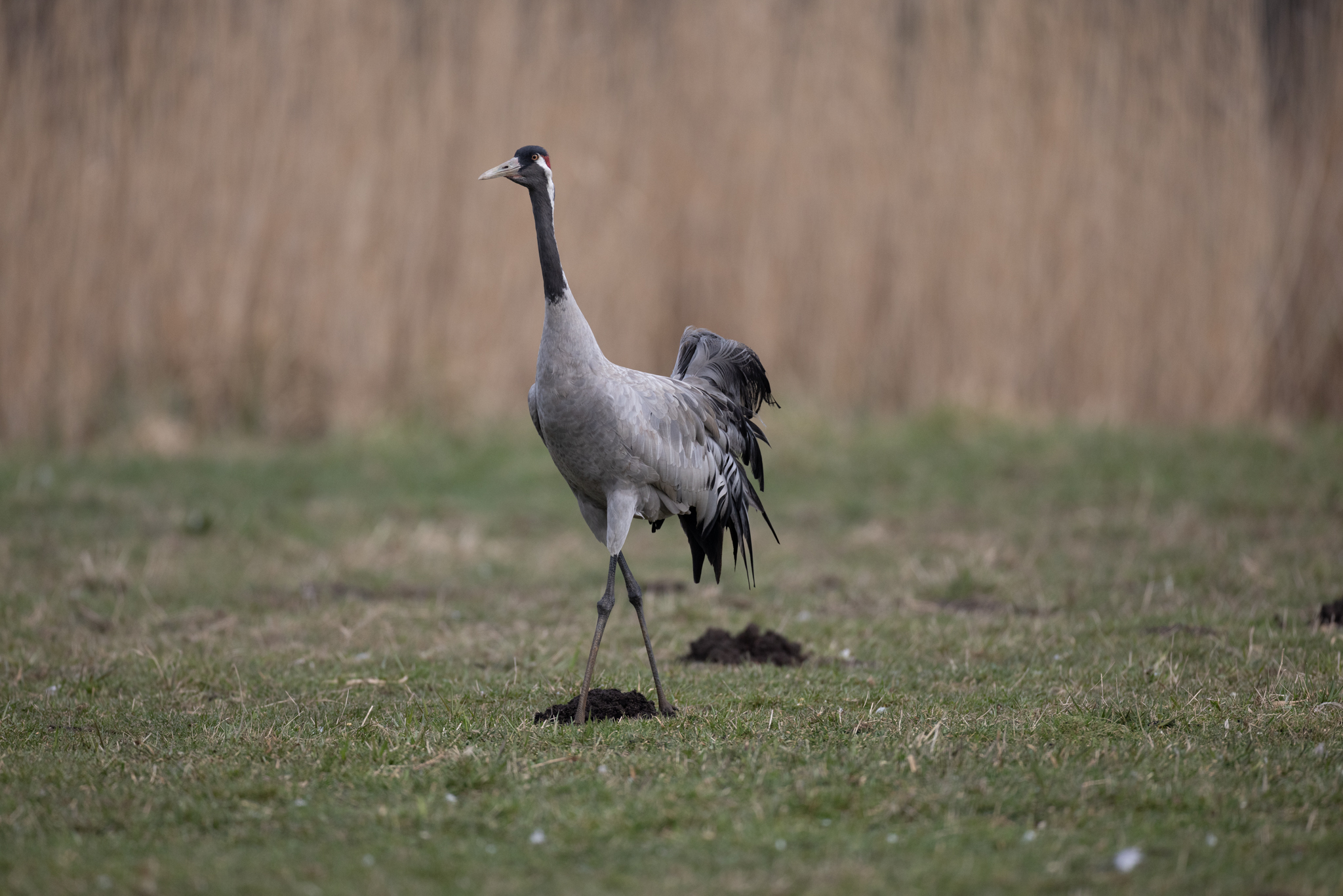 025 AZ Kraniche 3316