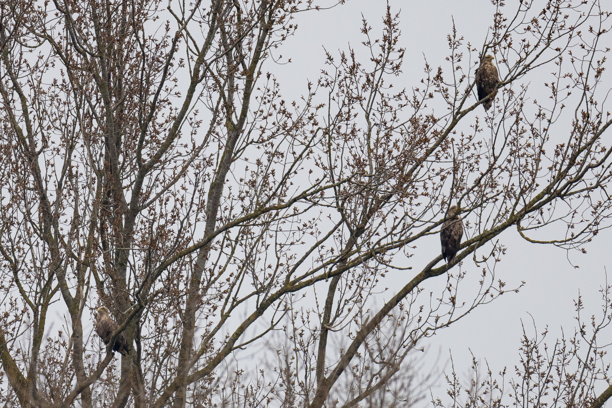 026 AZ Kraniche 3773