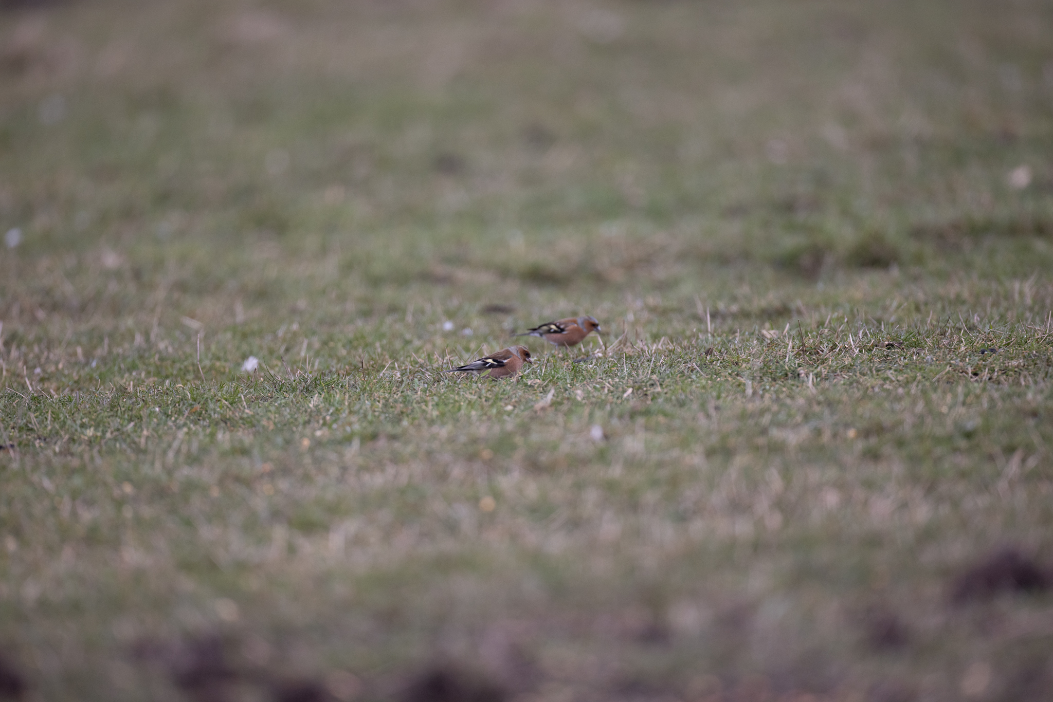 027 AZ Kraniche 3871