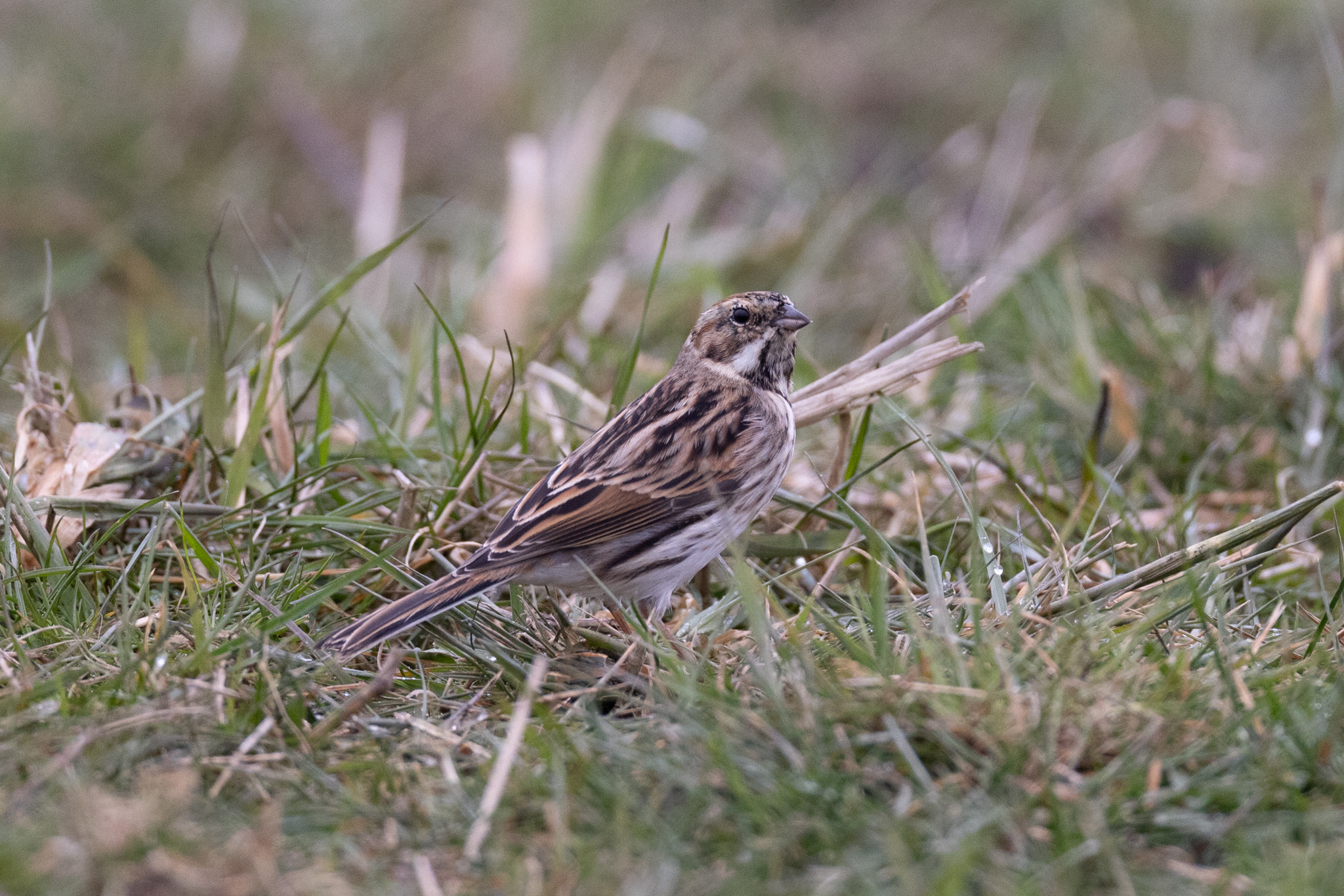 032 AZ Kraniche 4310