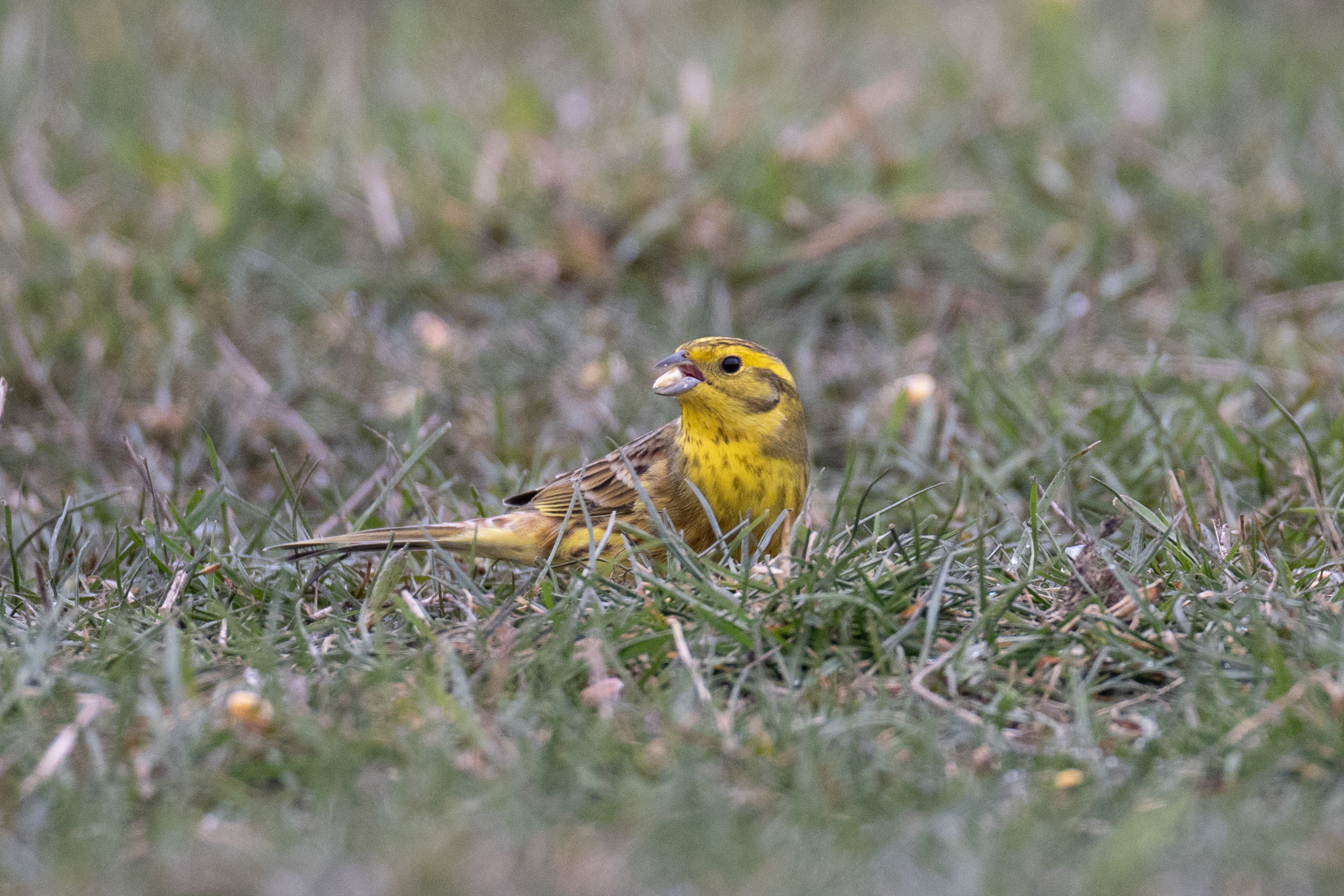 033 AZ Kraniche 4380