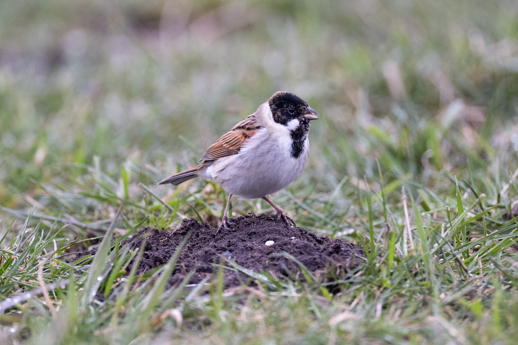 034 AZ Kraniche 4393