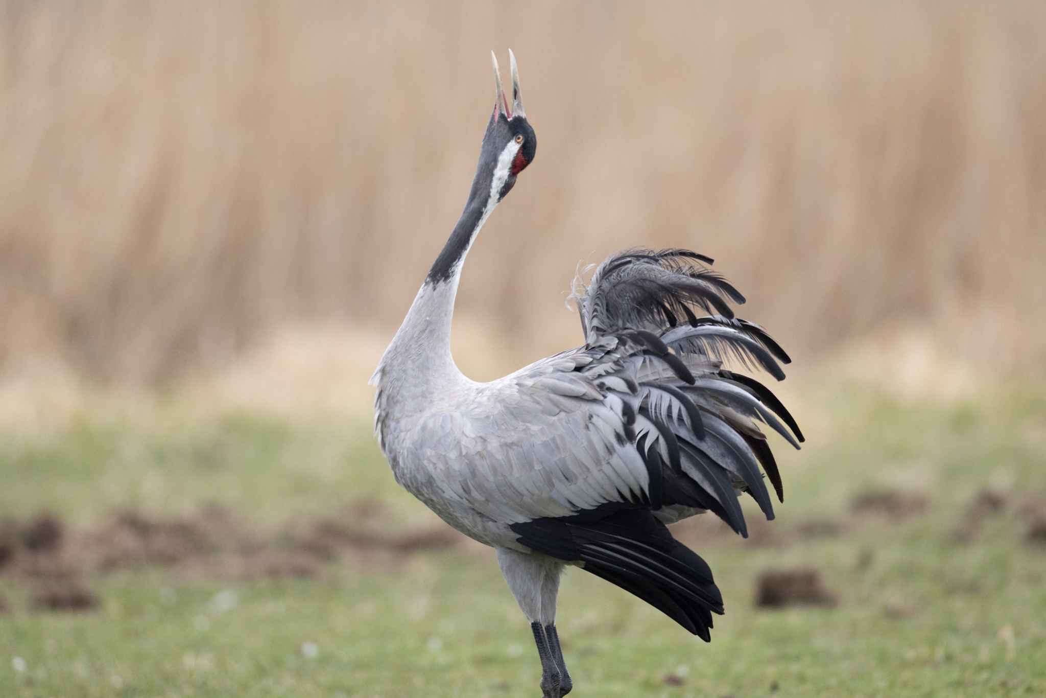 035 AZ Kraniche 4484