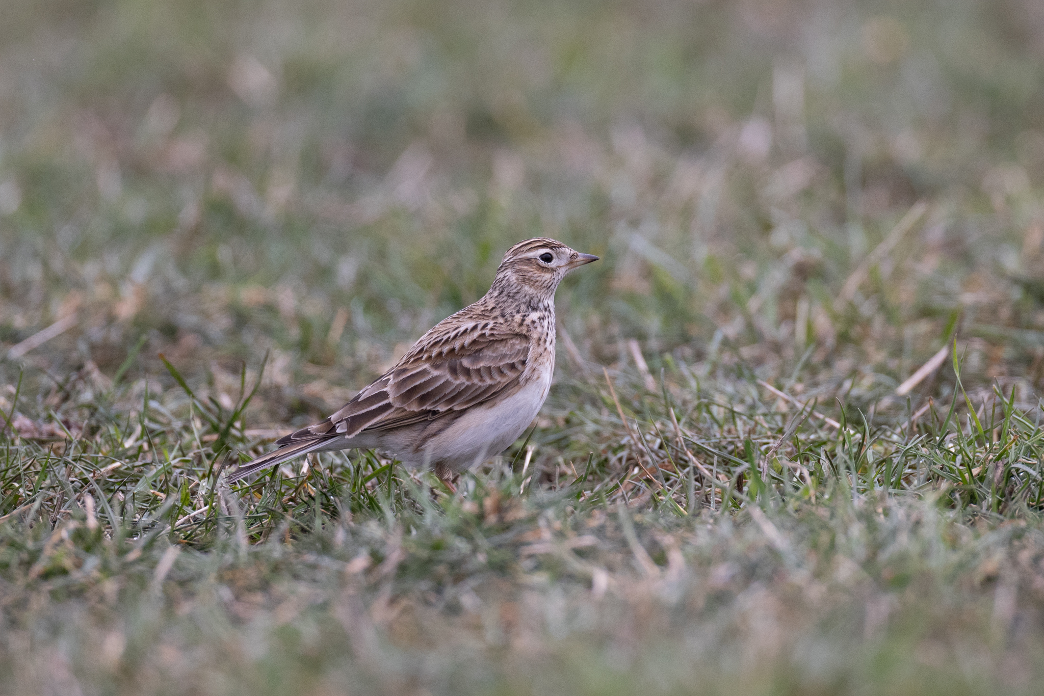 036 AZ Kraniche 4552