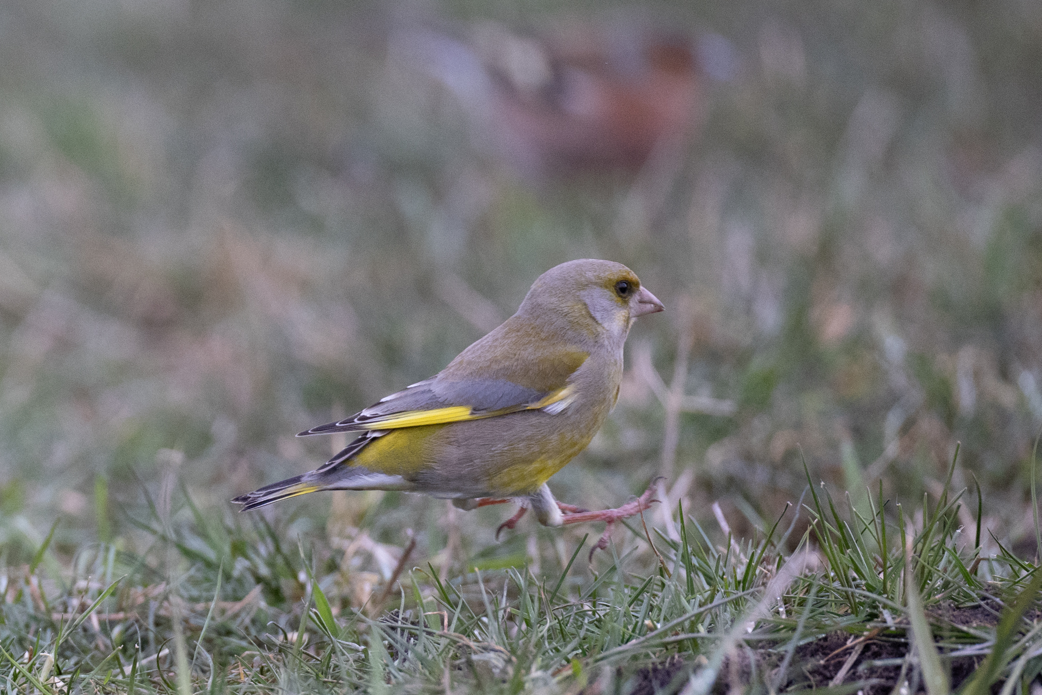 037 AZ Kraniche 4678