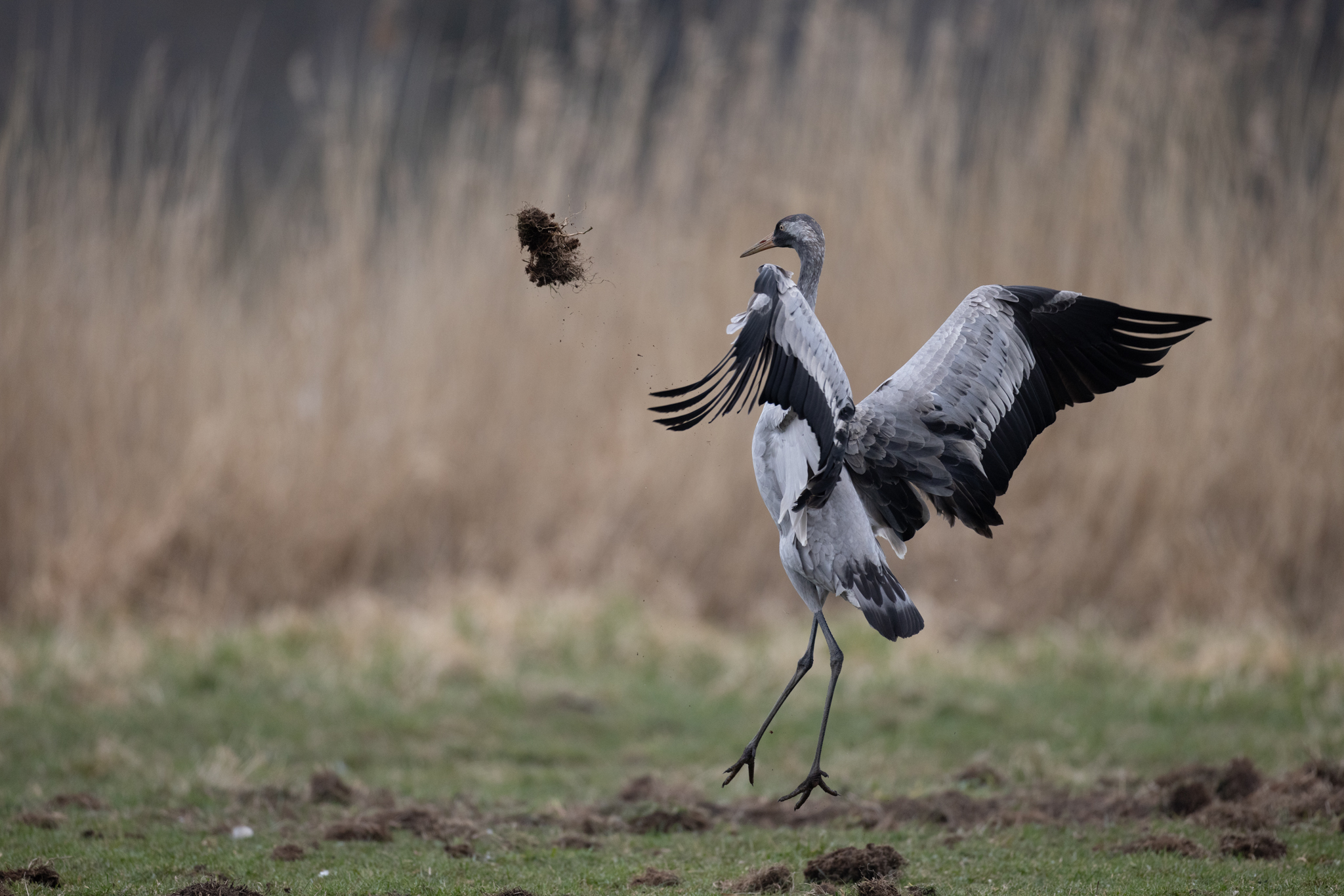 038 AZ Kraniche 4814