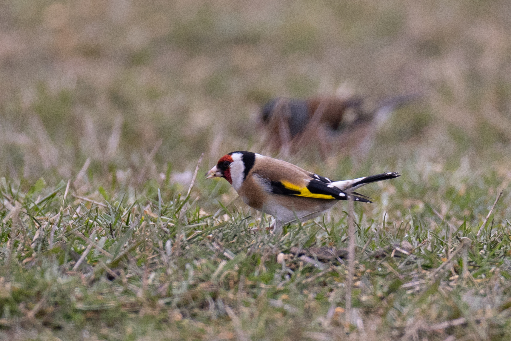 040 AZ Kraniche 5263