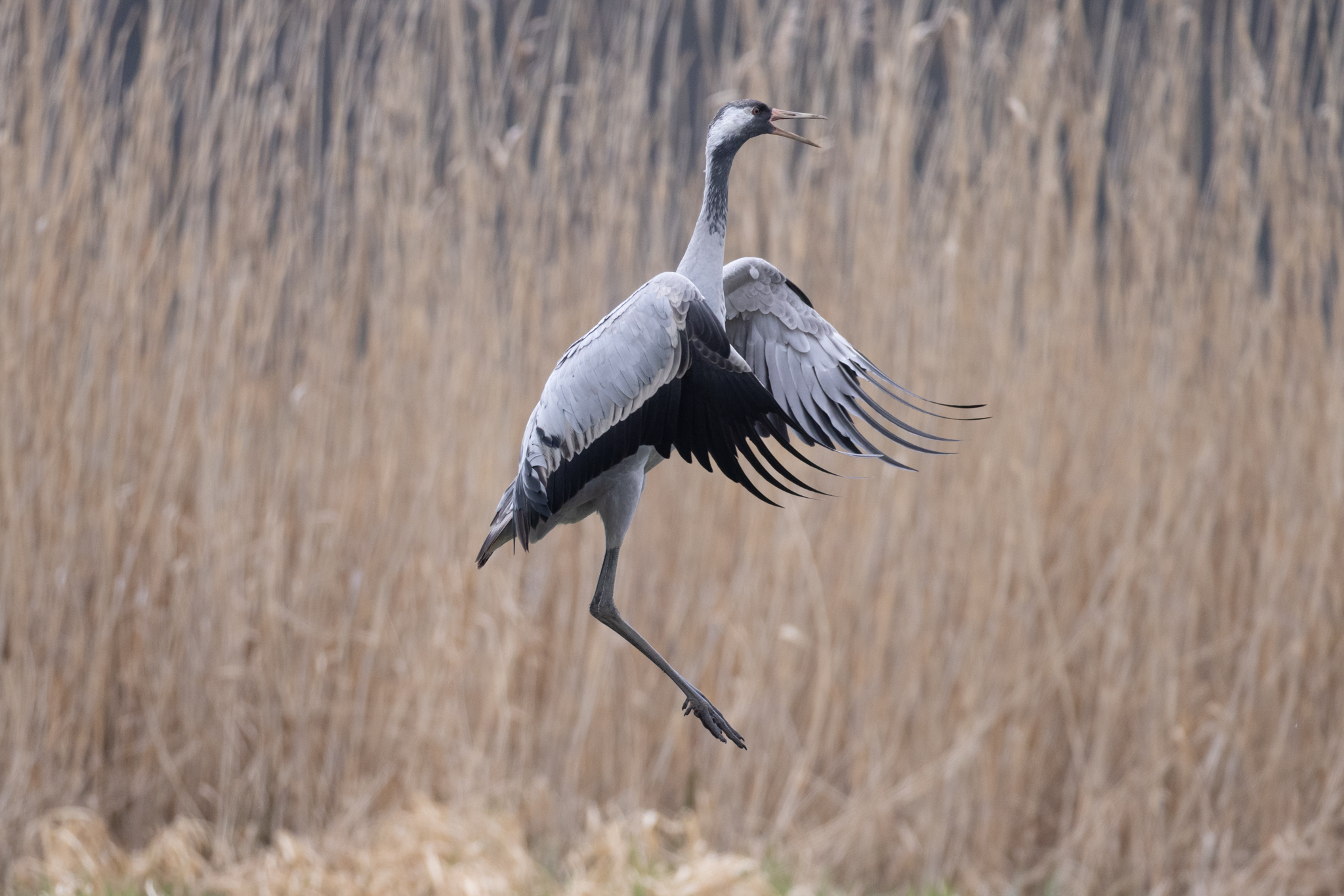 041 AZ Kraniche 5469