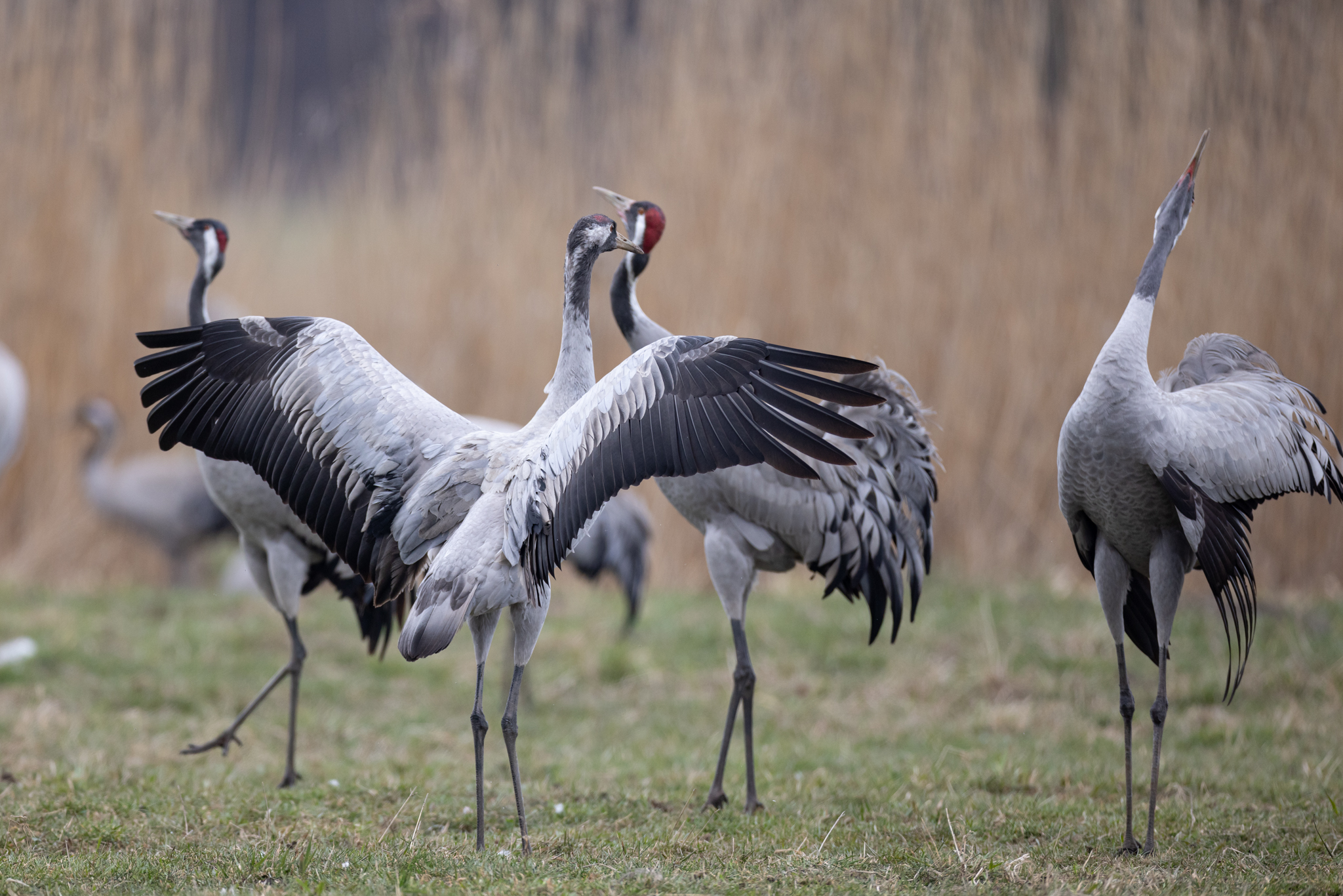 044 AZ Kraniche 6095