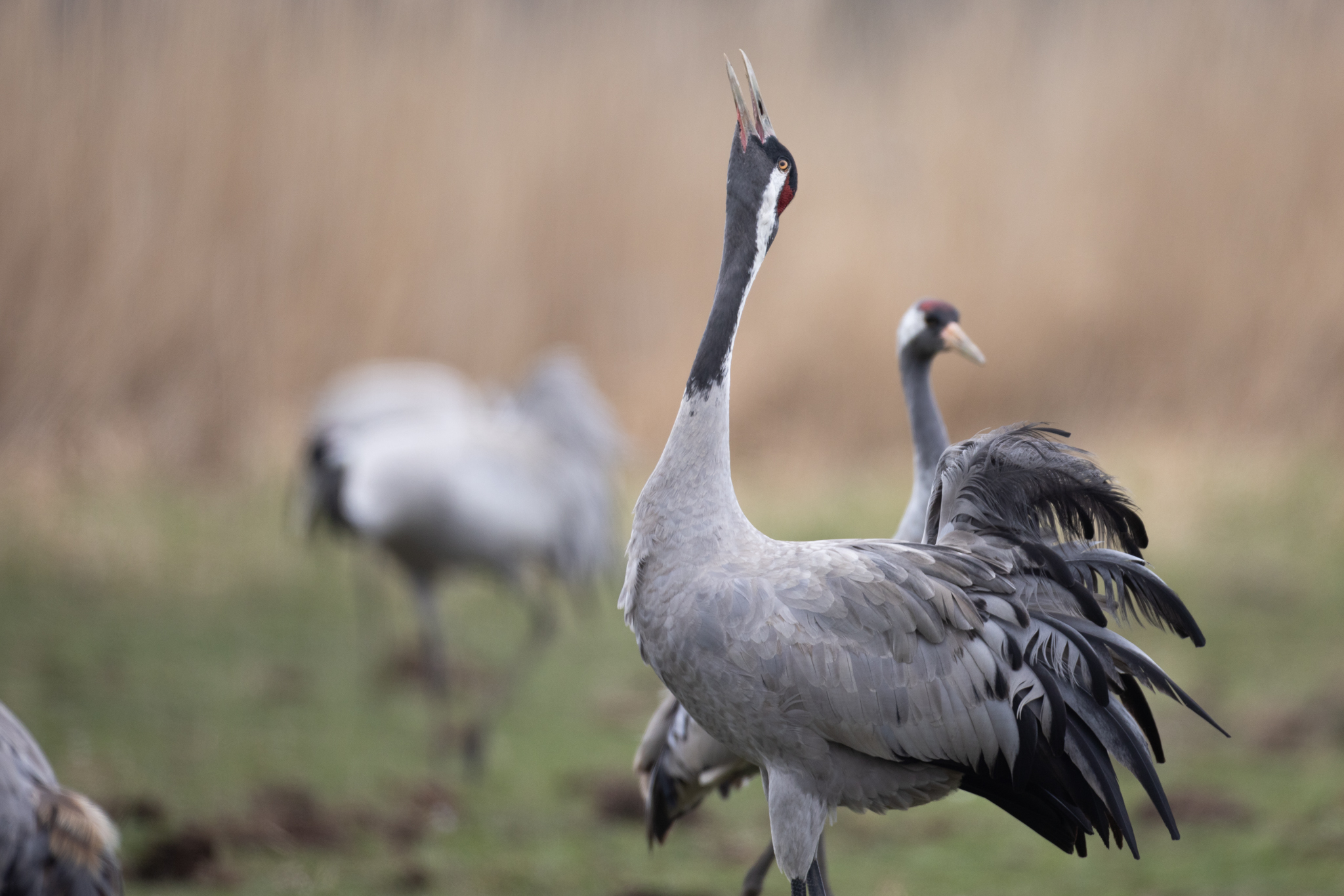 045 AZ Kraniche 6145