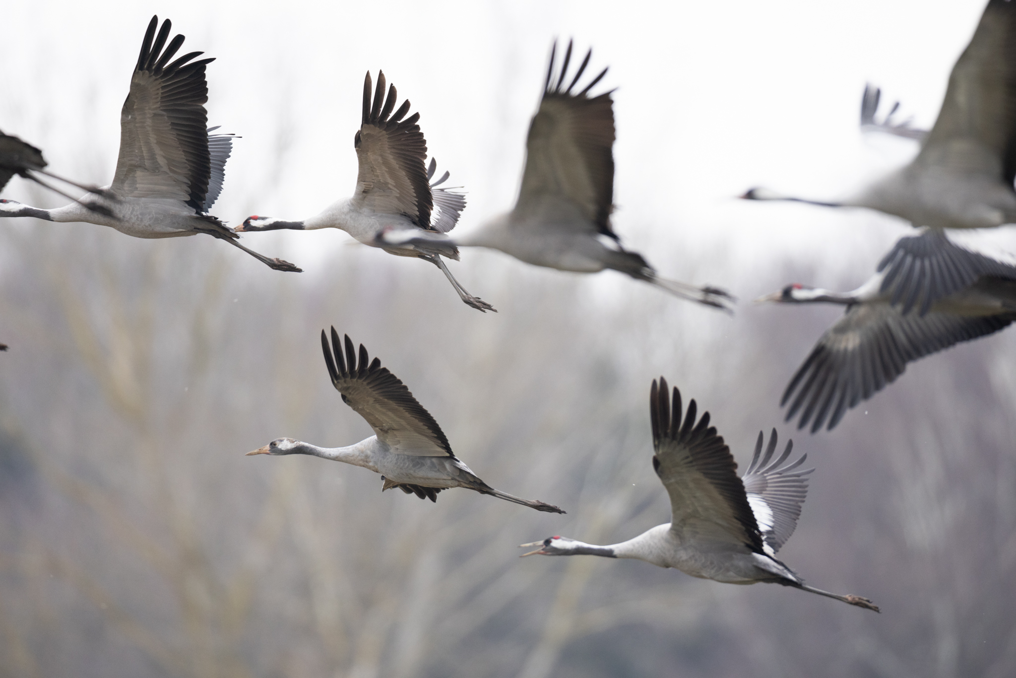 048 AZ Kraniche 6338