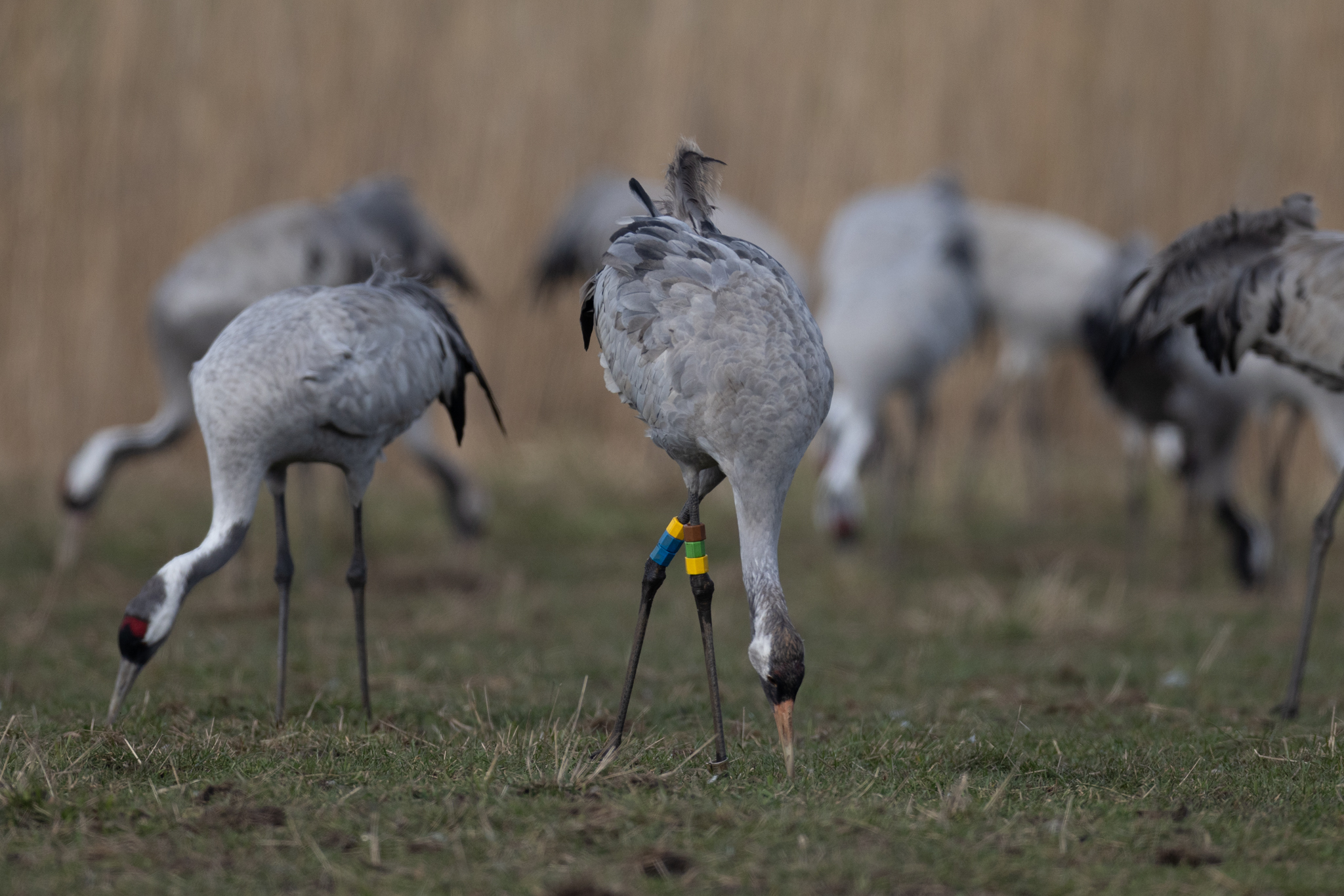 055 AZ Kraniche 6781