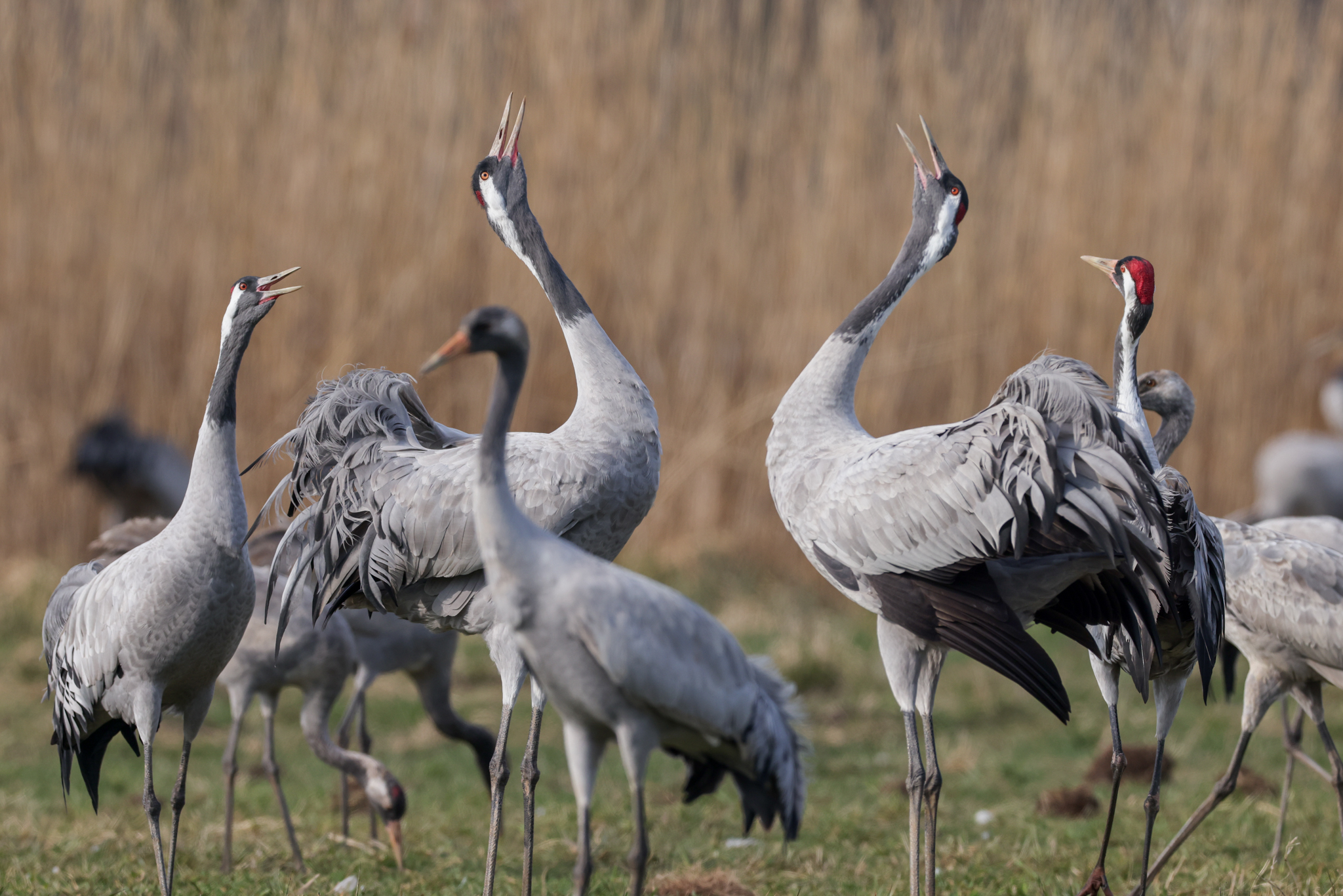 057 AZ Kraniche 6951