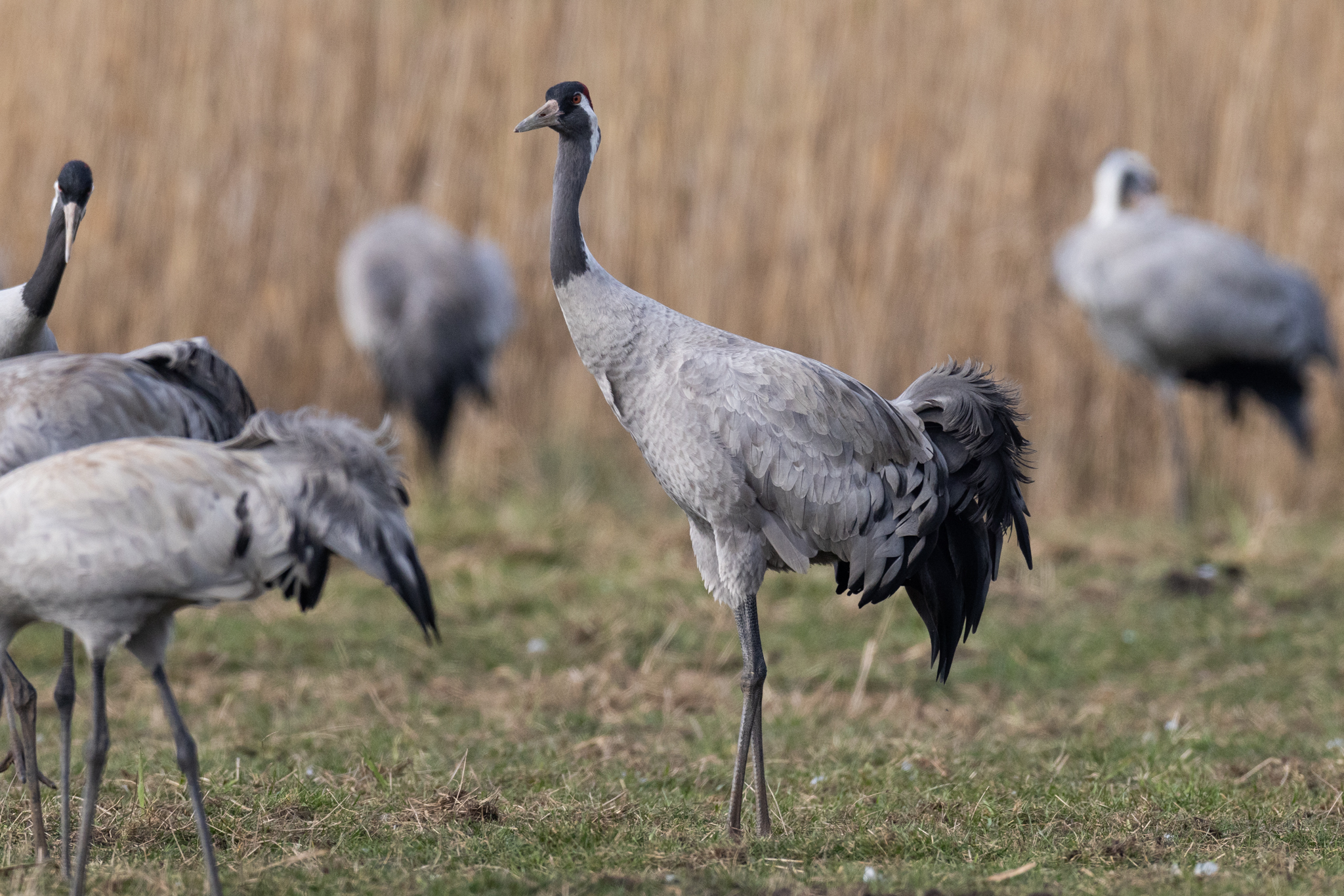 062 AZ Kraniche 7332