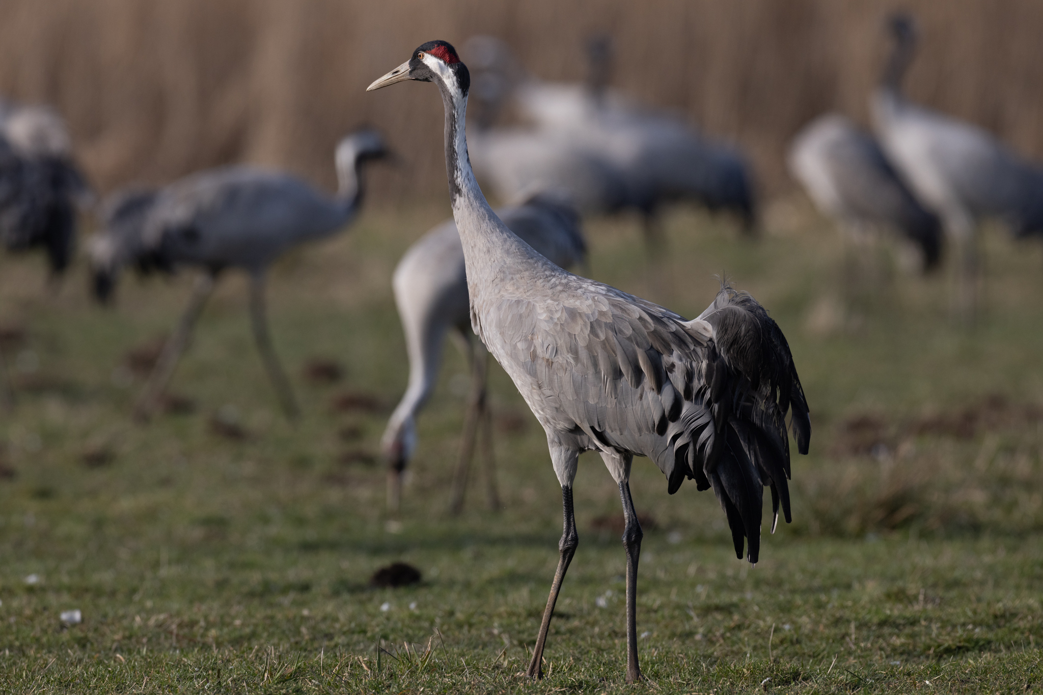 065 AZ Kraniche 7533