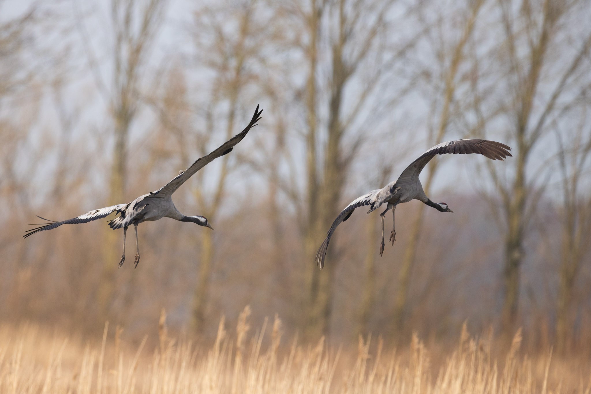 066 AZ Kraniche 7555