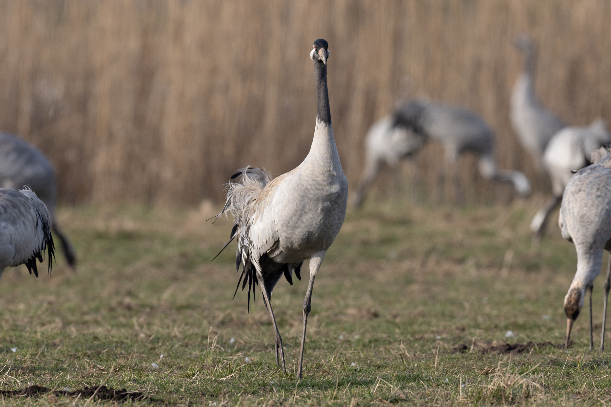 067 AZ Kraniche 7585