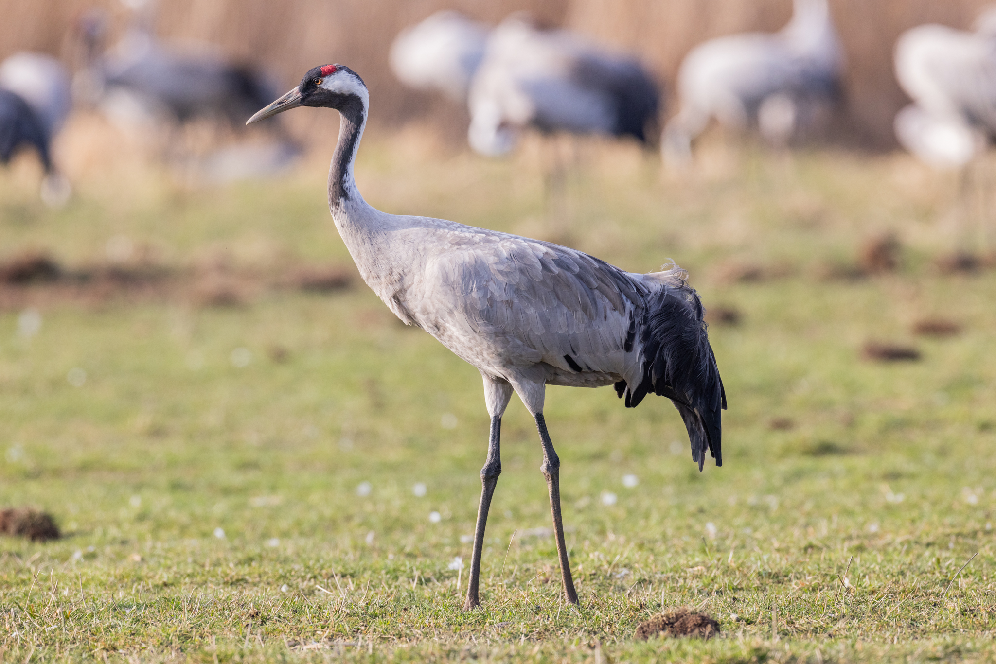 069 AZ Kraniche 7622