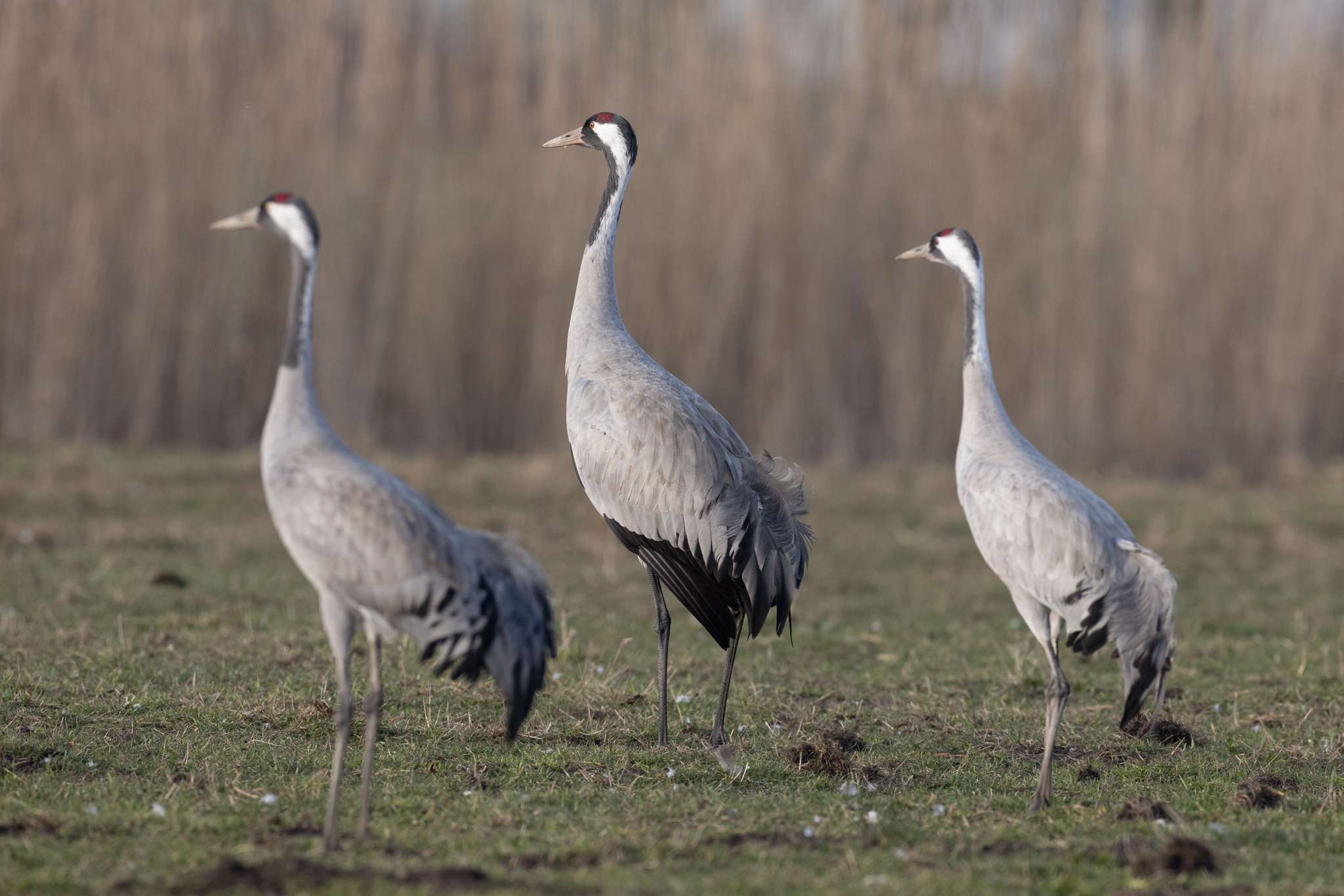 072 AZ Kraniche 7680