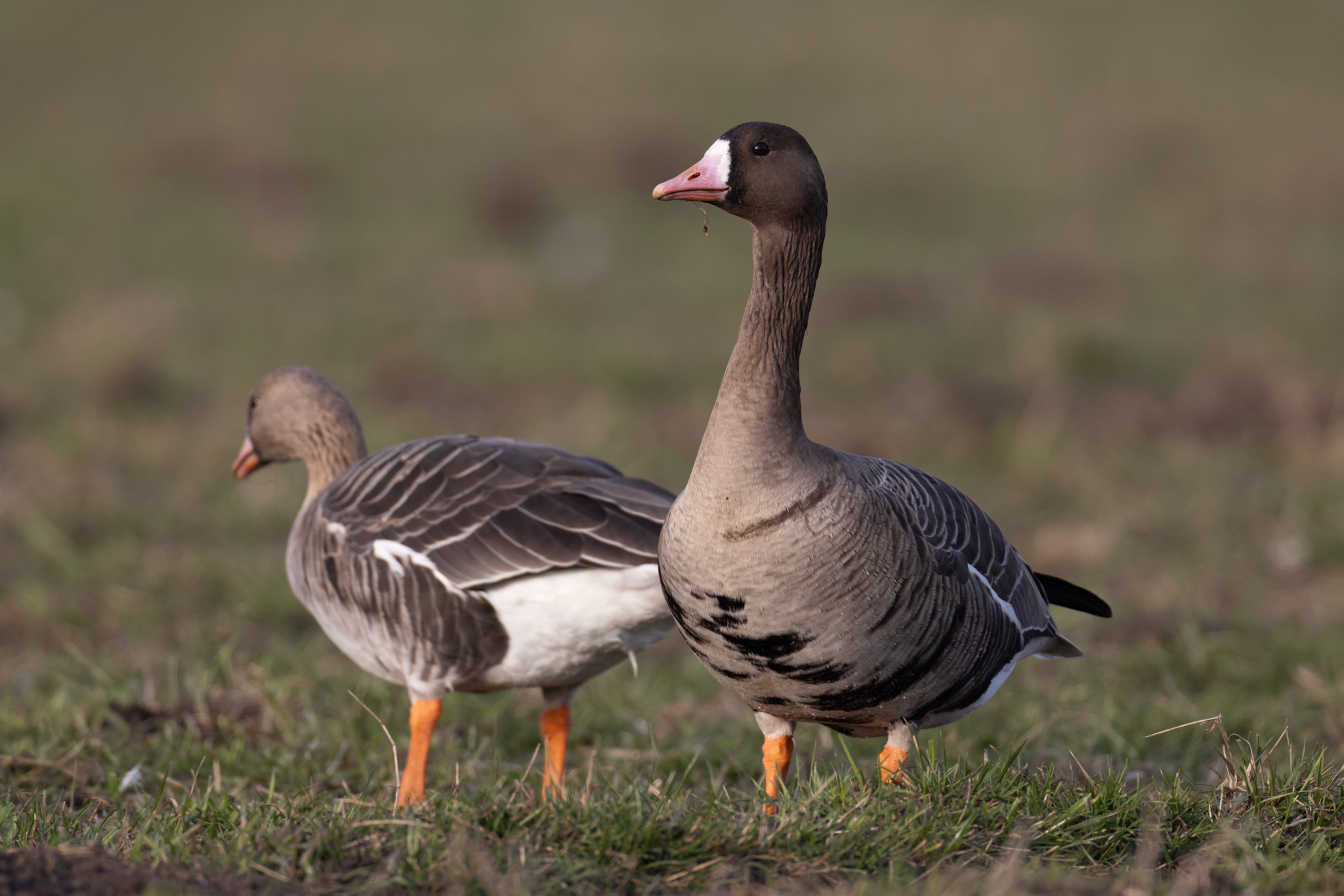 074 AZ Kraniche 7776