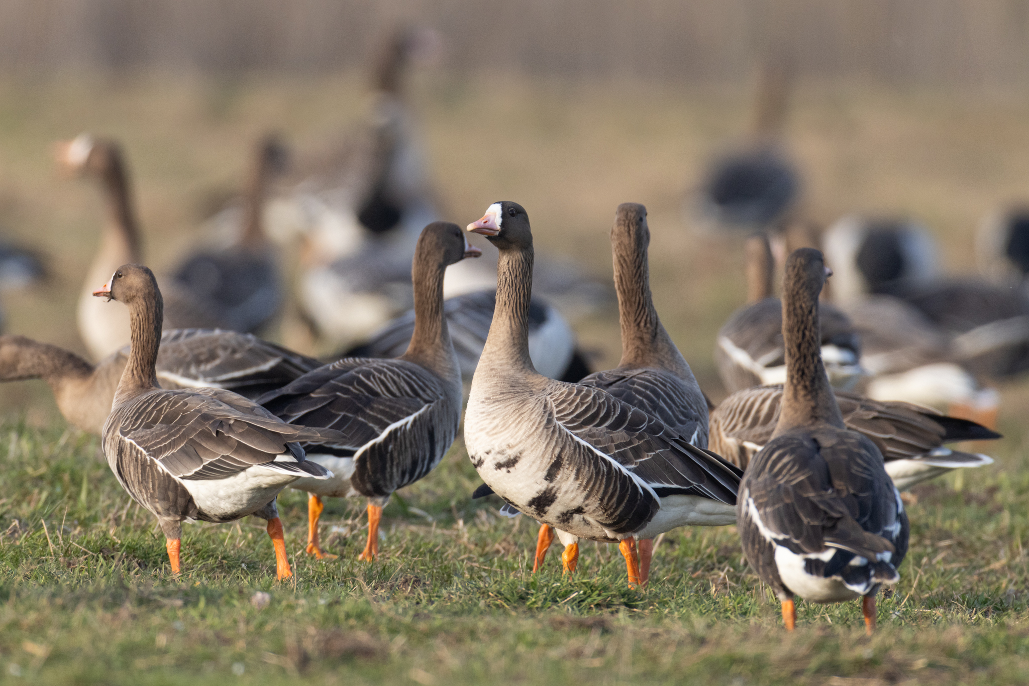 075 AZ Kraniche 7796