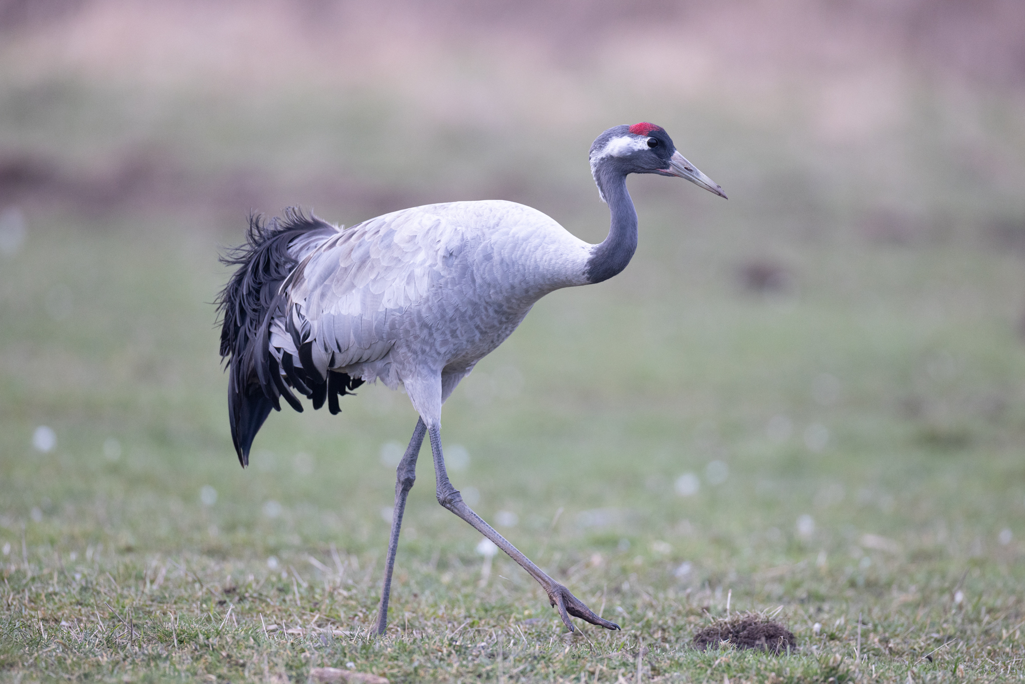 076 AZ Kraniche 7817