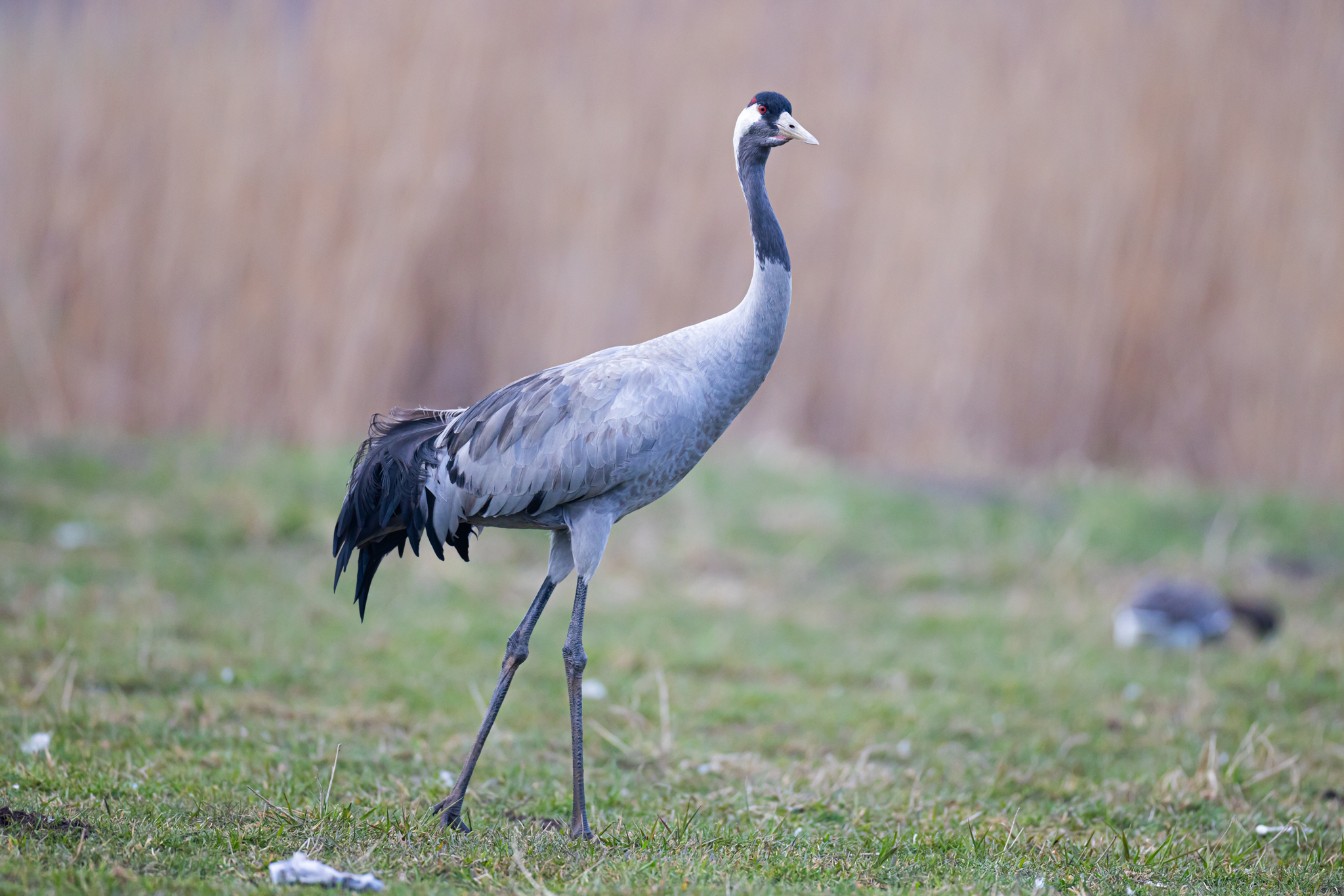 077 AZ Kraniche 7877